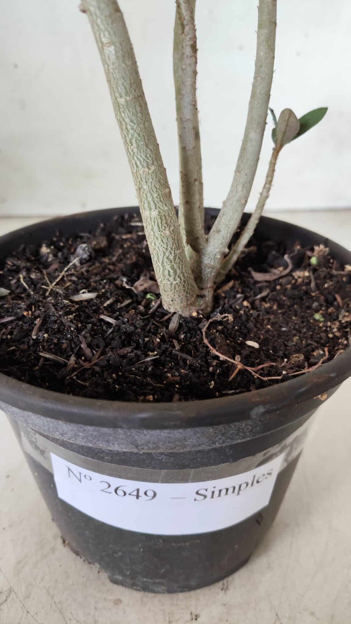 Planta Simples 2649 – 30cm – 02 anos
