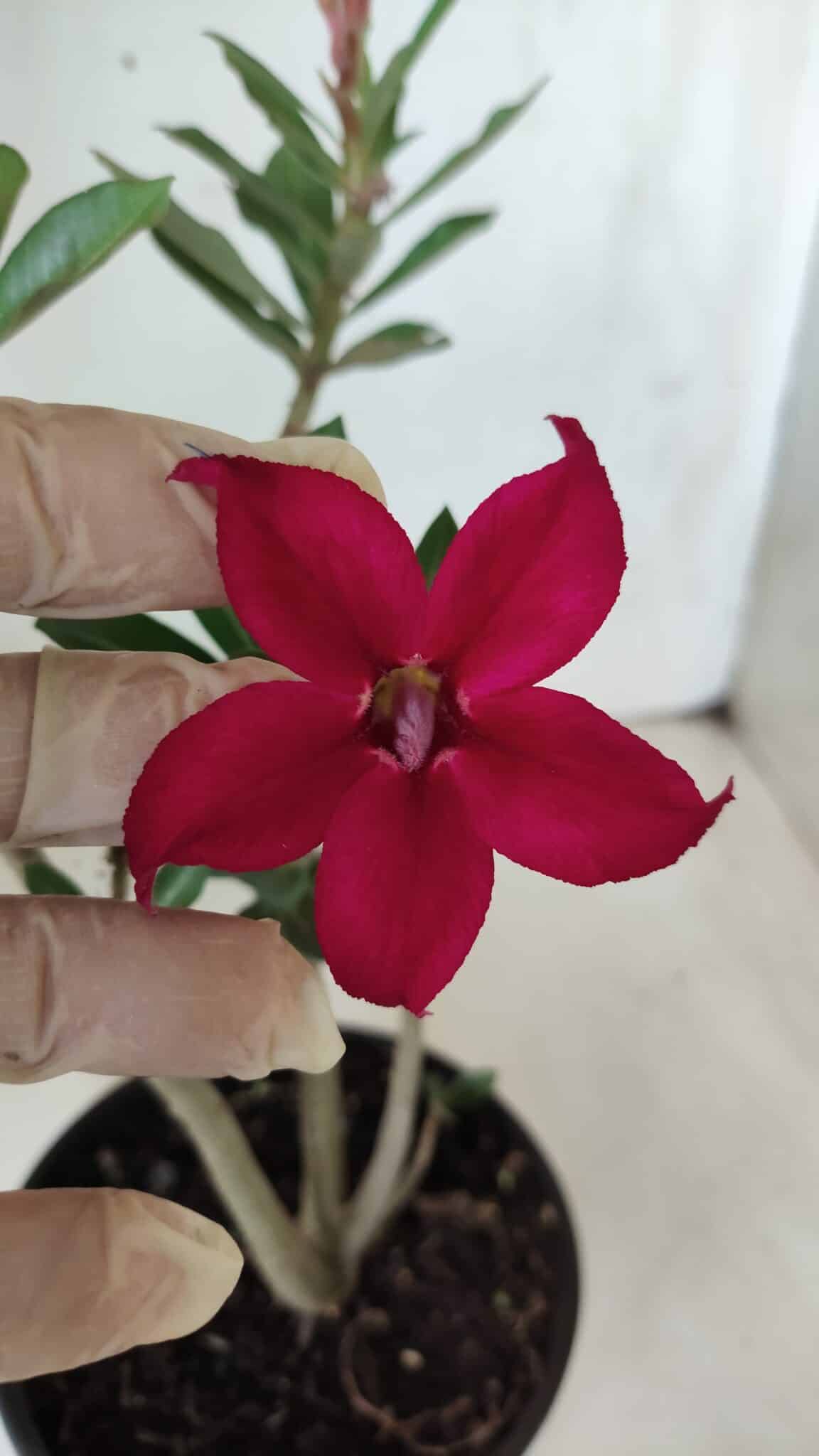 Planta Simples 2649 – 30cm – 02 anos