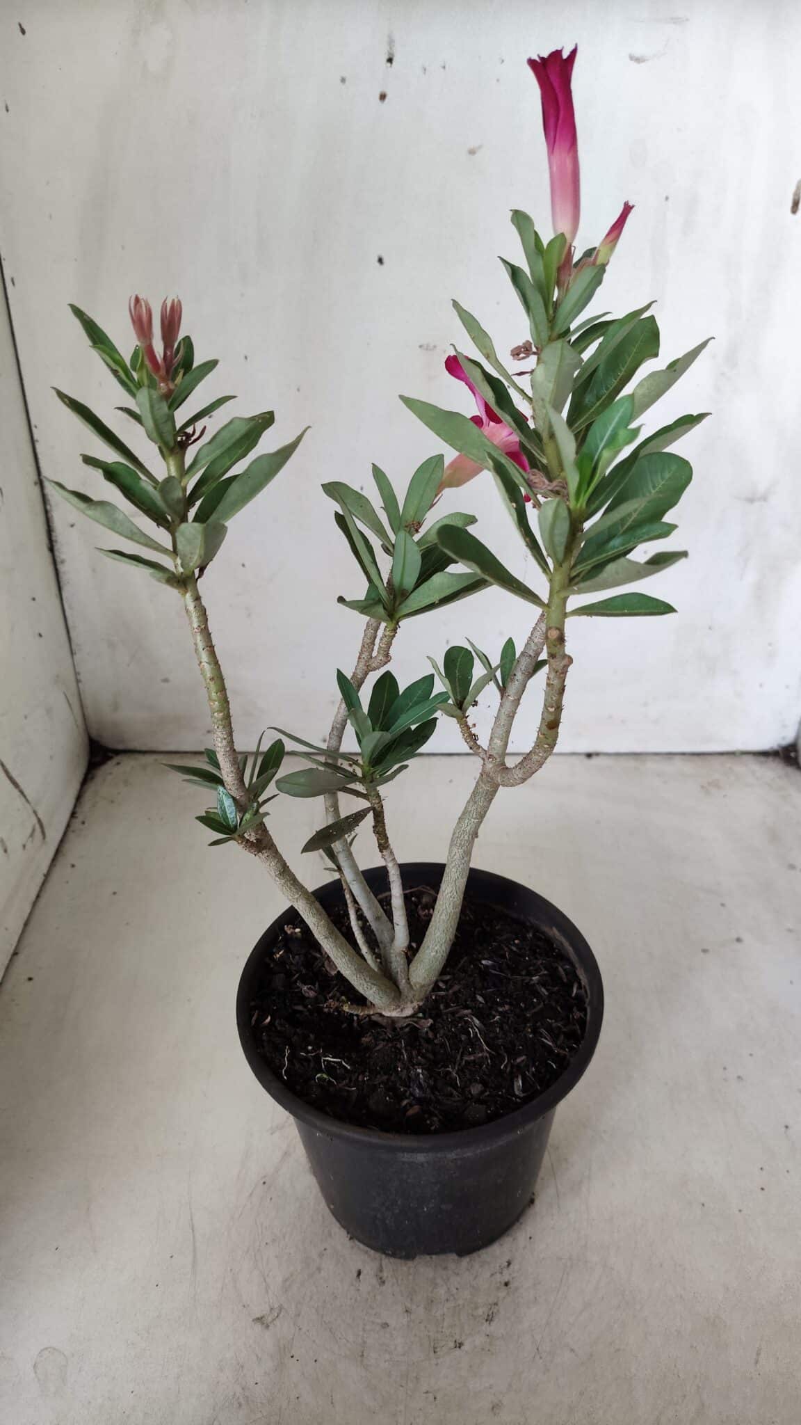 Planta Simples 2649 – 30cm – 02 anos