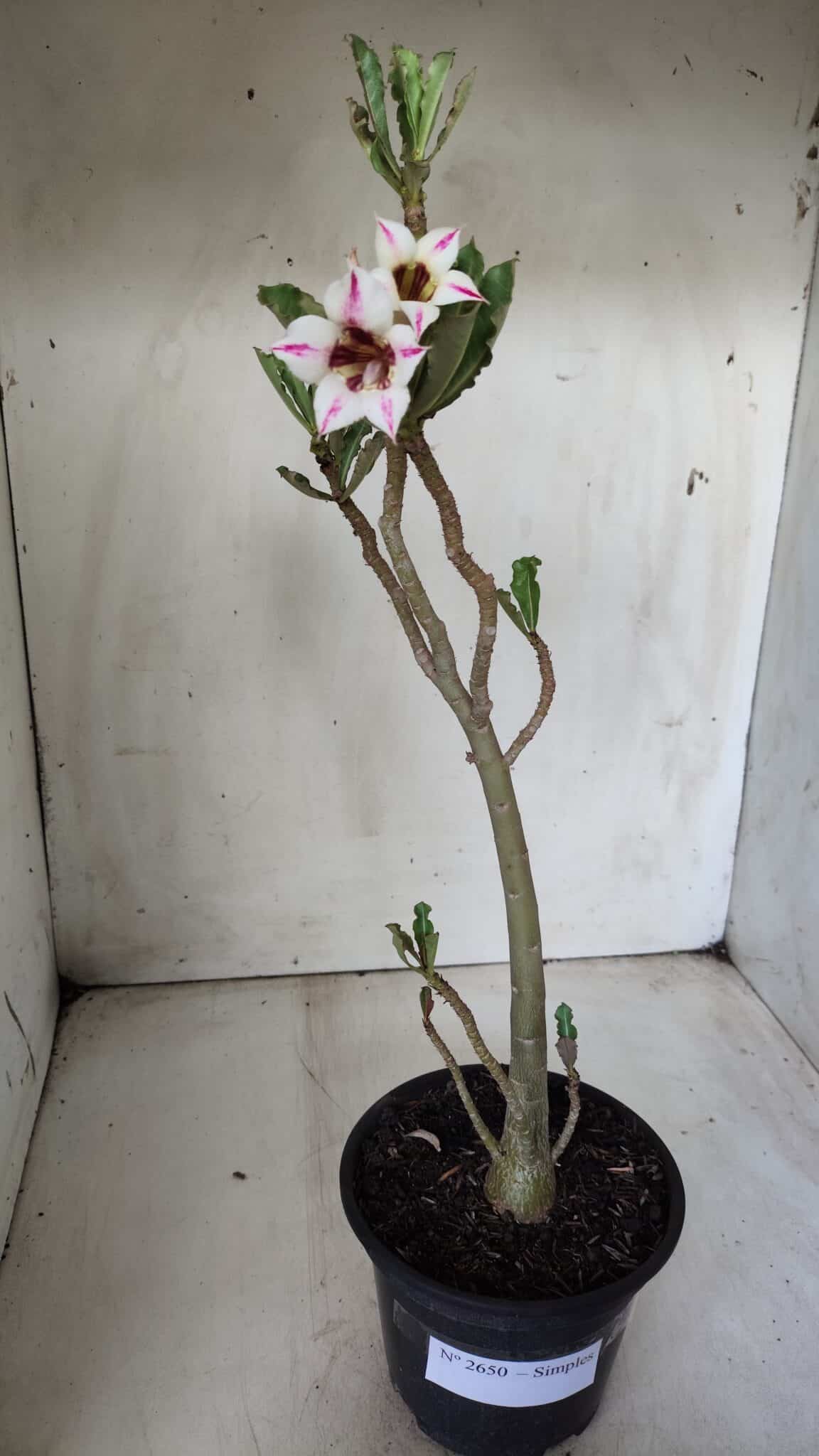 Planta Simples 2650 – 30cm – 02 anos