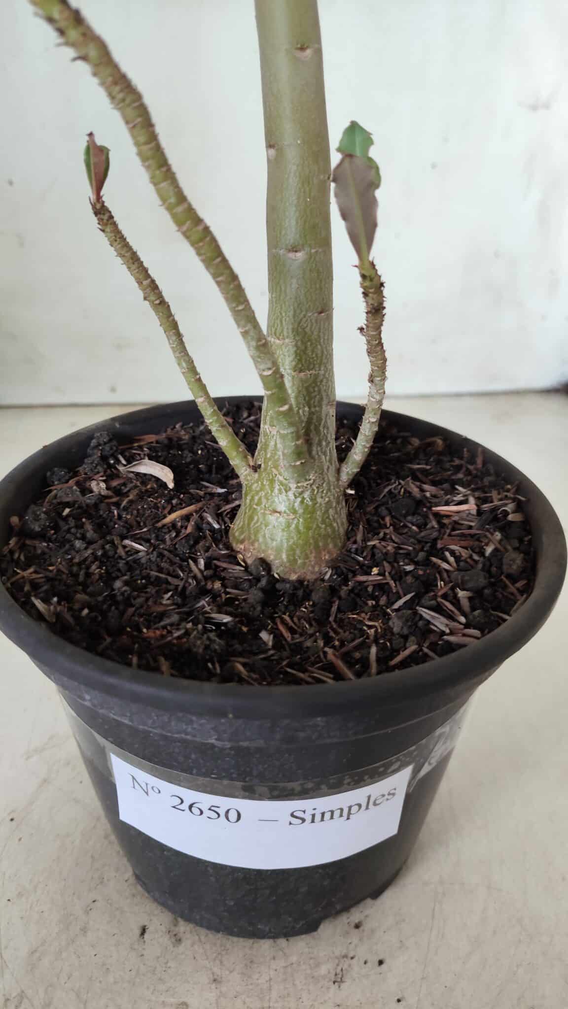 Planta Simples 2650 – 30cm – 02 anos