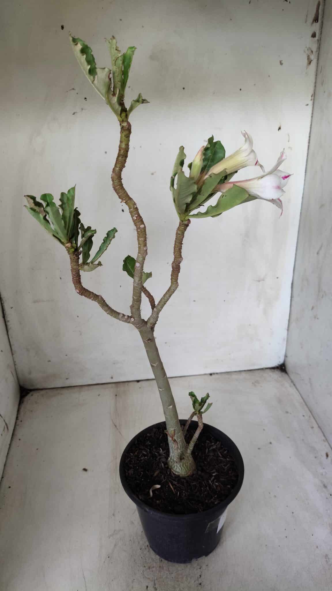 Planta Simples 2650 – 30cm – 02 anos