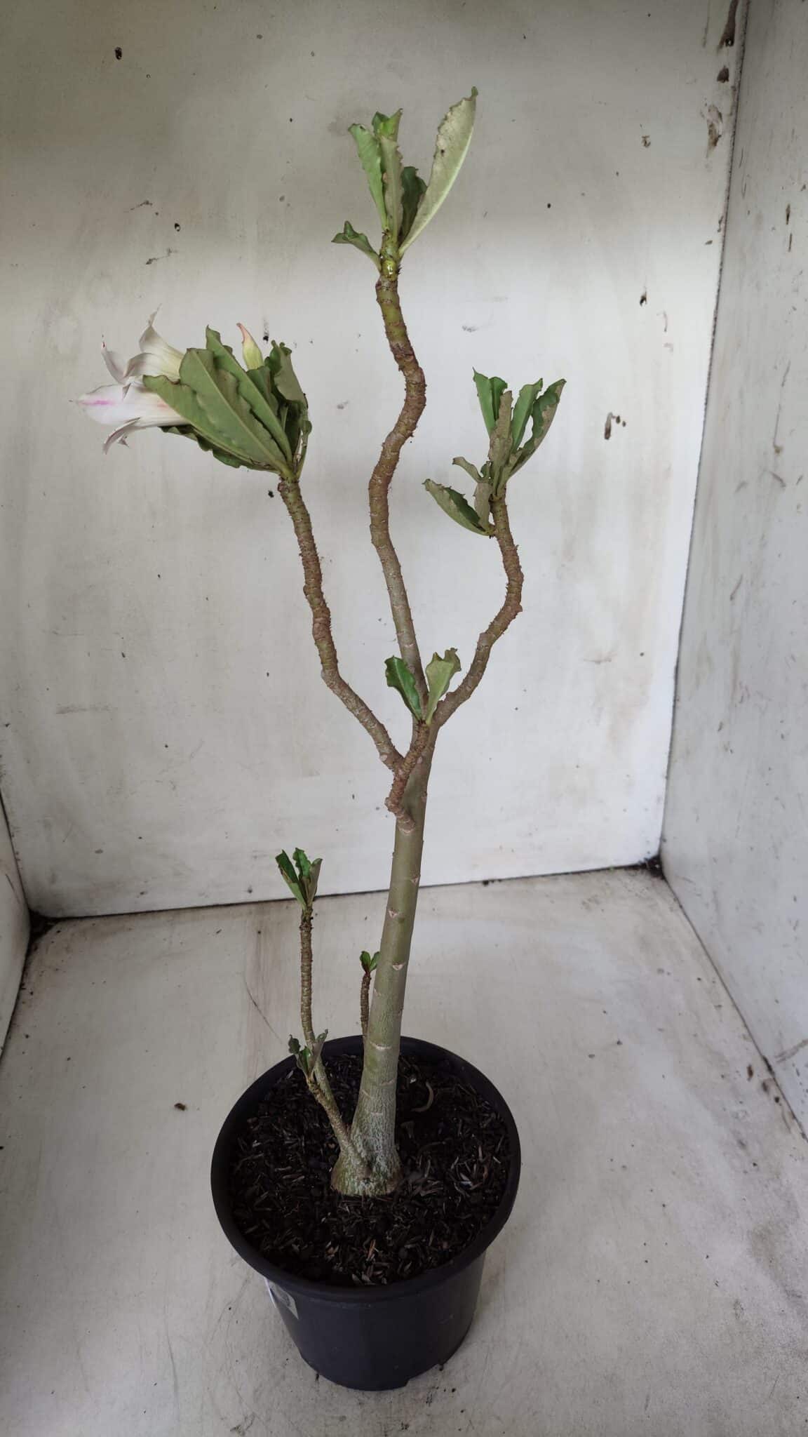 Planta Simples 2650 – 30cm – 02 anos