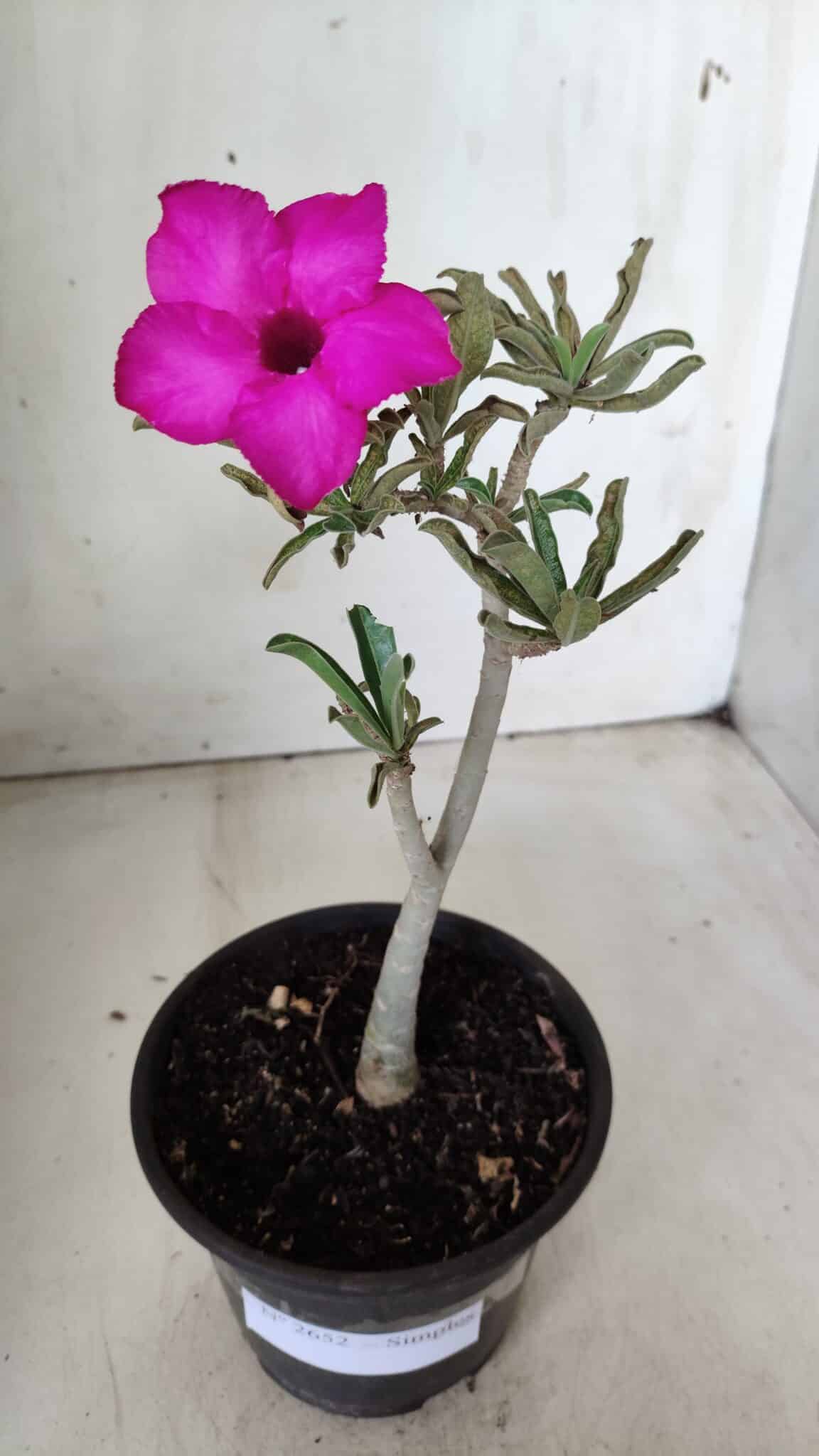 Planta Simples 2652 – 25cm – 02 anos