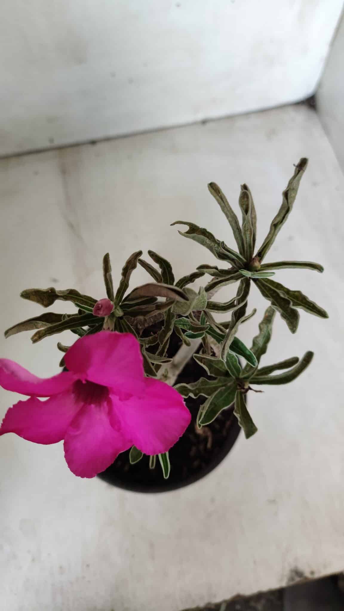 Planta Simples 2652 – 25cm – 02 anos