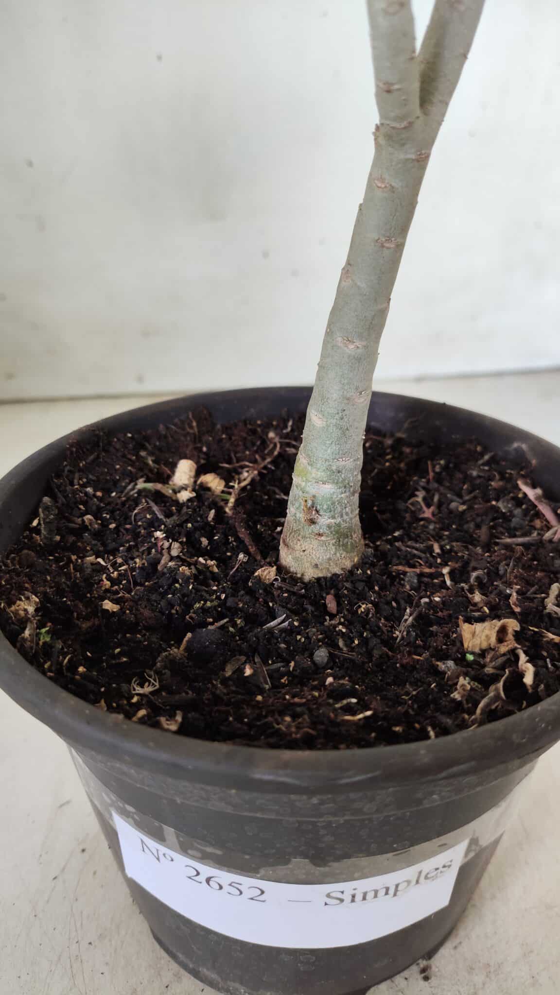 Planta Simples 2652 – 25cm – 02 anos