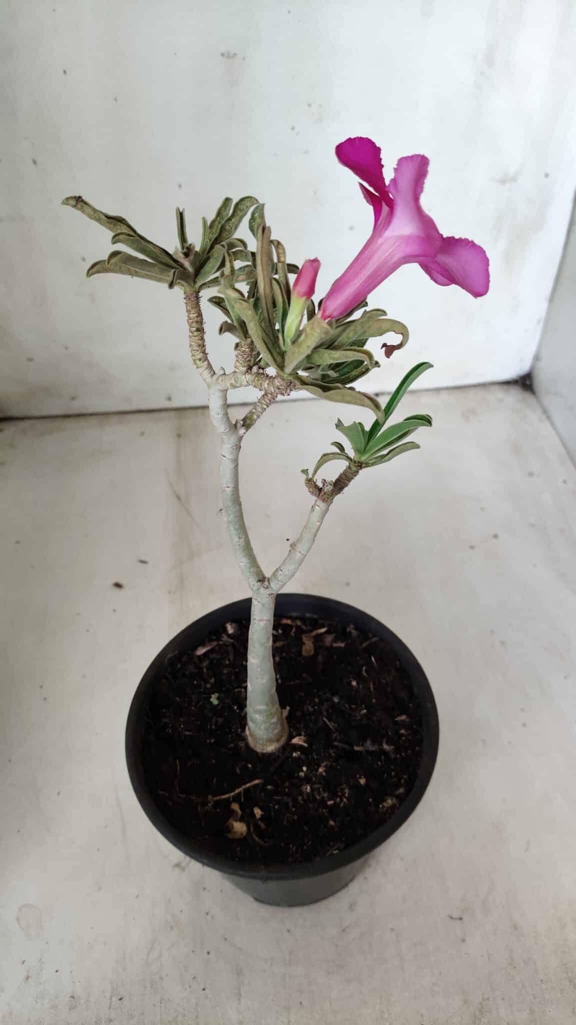 Planta Simples 2652 – 25cm – 02 anos
