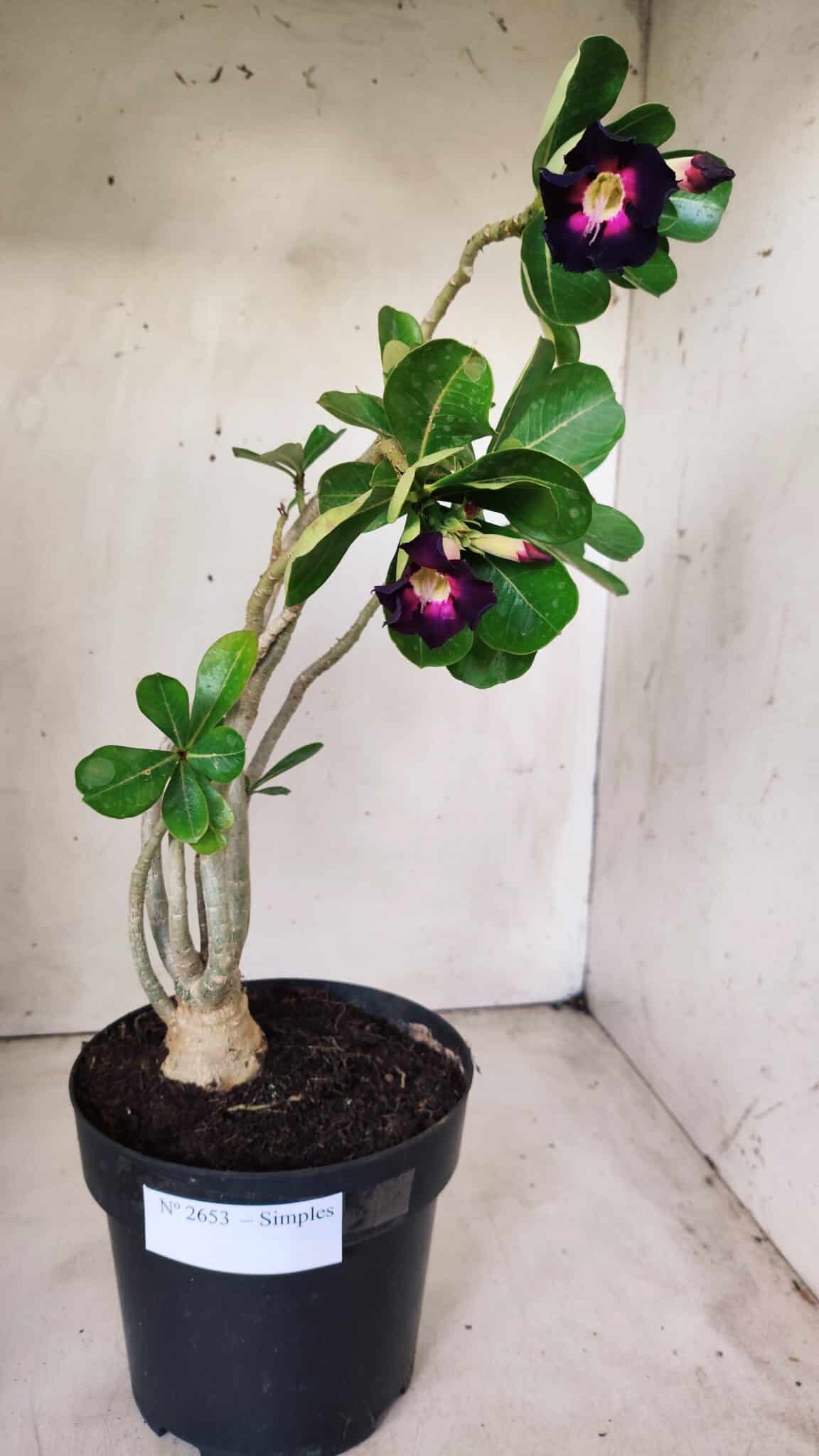 Planta Simples 2653 – 40cm – 03 anos