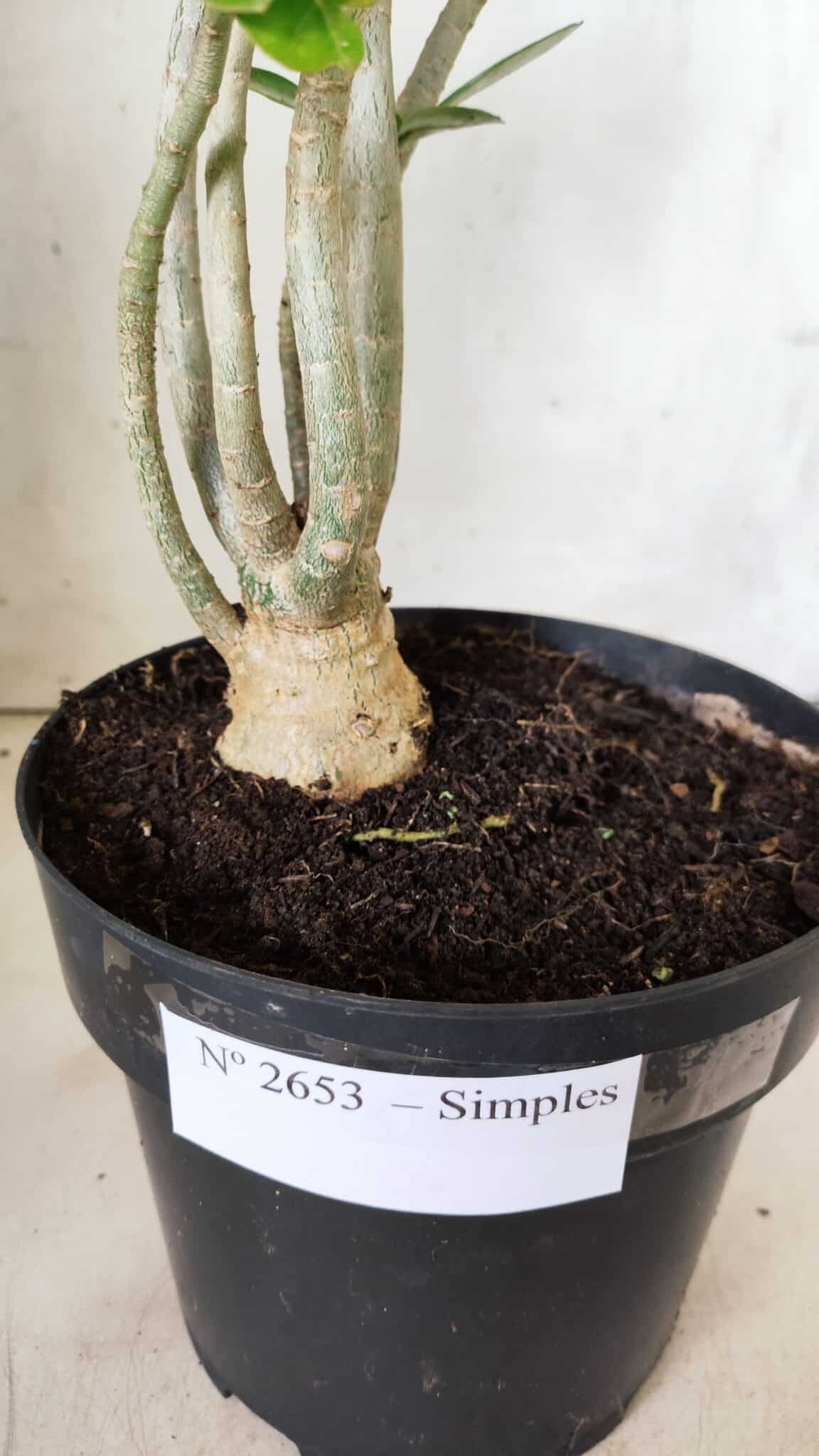 Planta Simples 2653 – 40cm – 03 anos