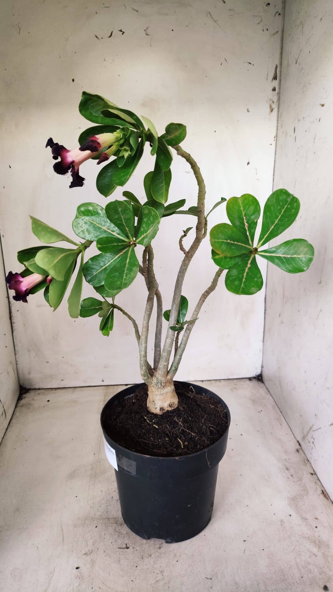 Planta Simples 2653 – 40cm – 03 anos