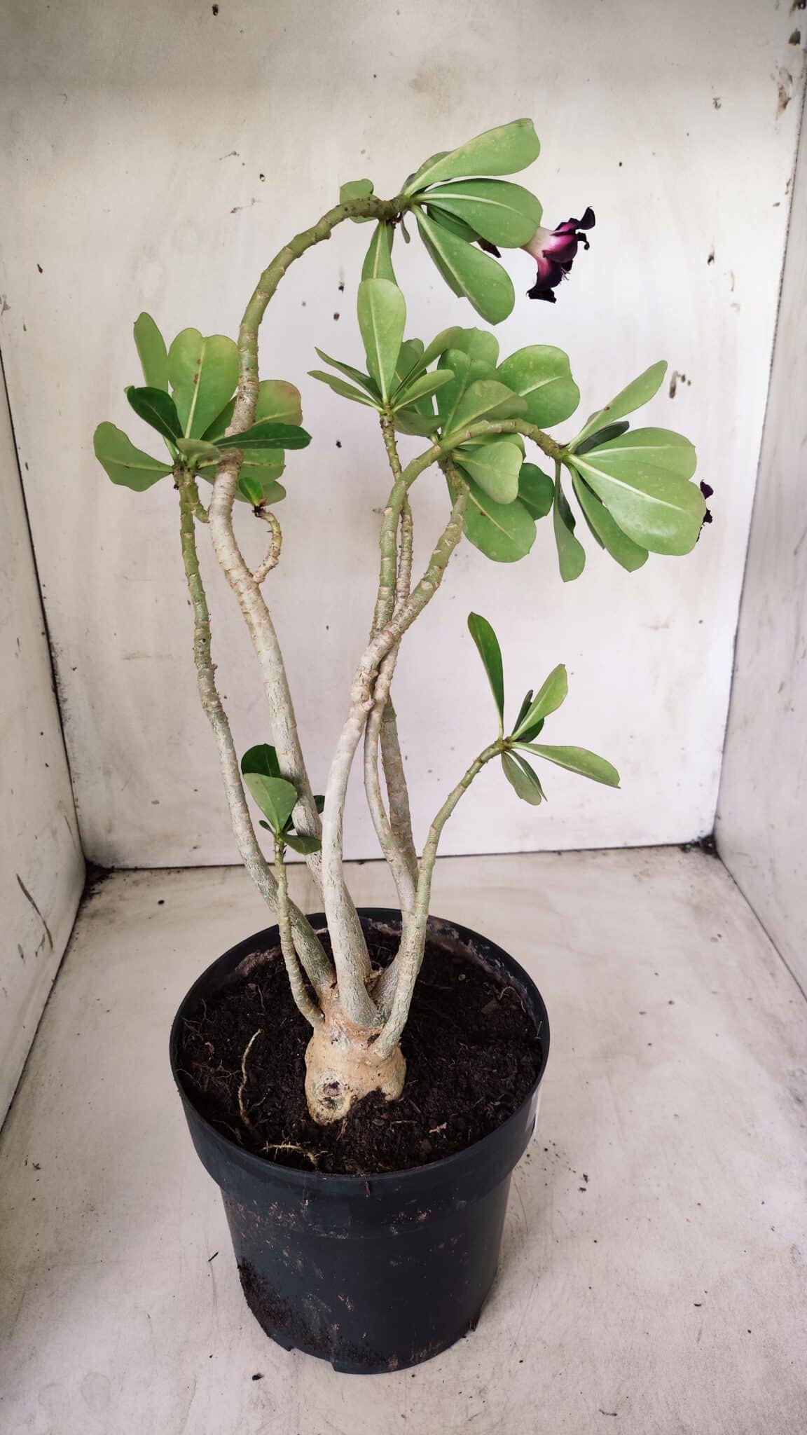 Planta Simples 2653 – 40cm – 03 anos