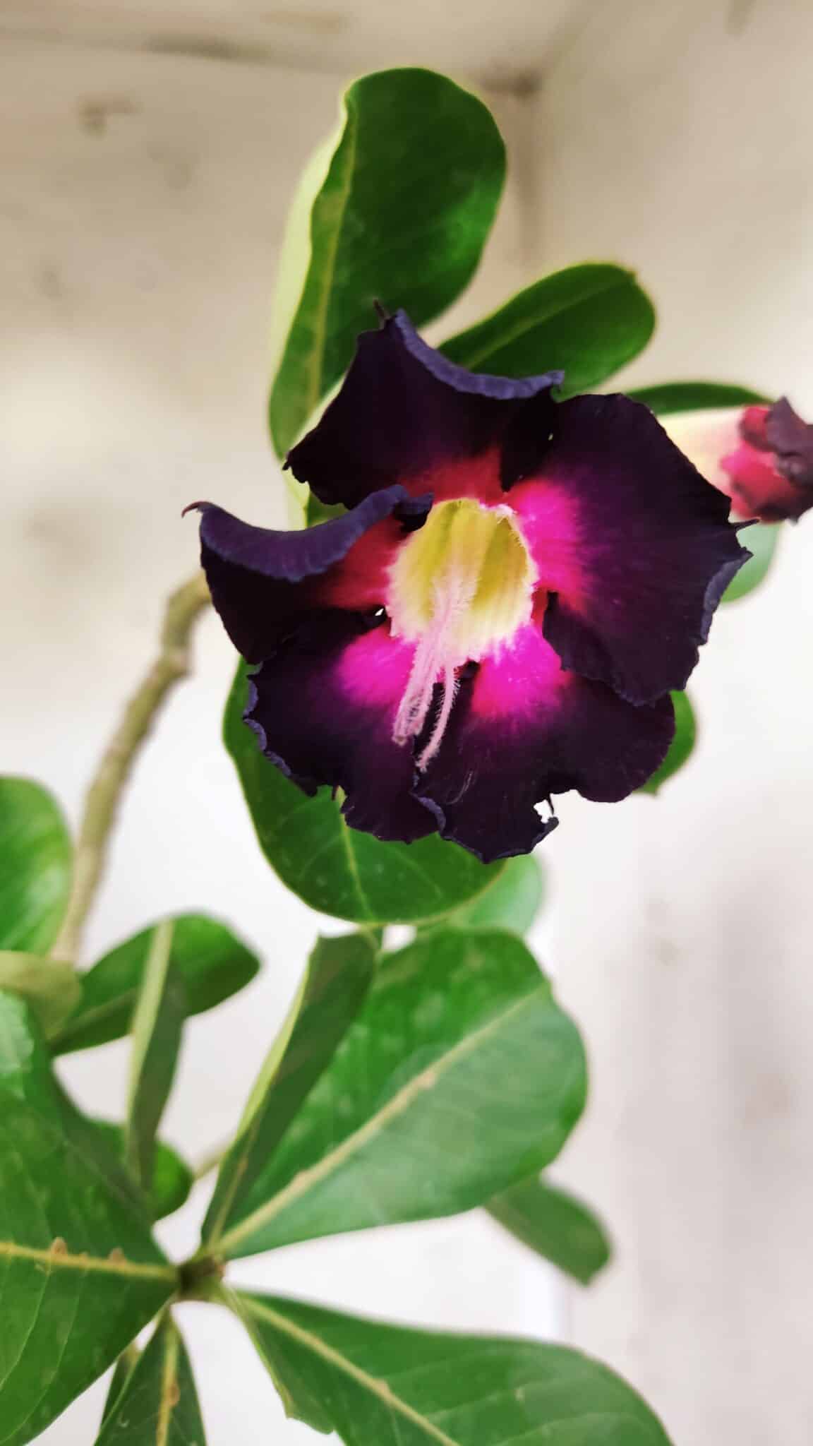 Planta Simples 2653 – 40cm – 03 anos