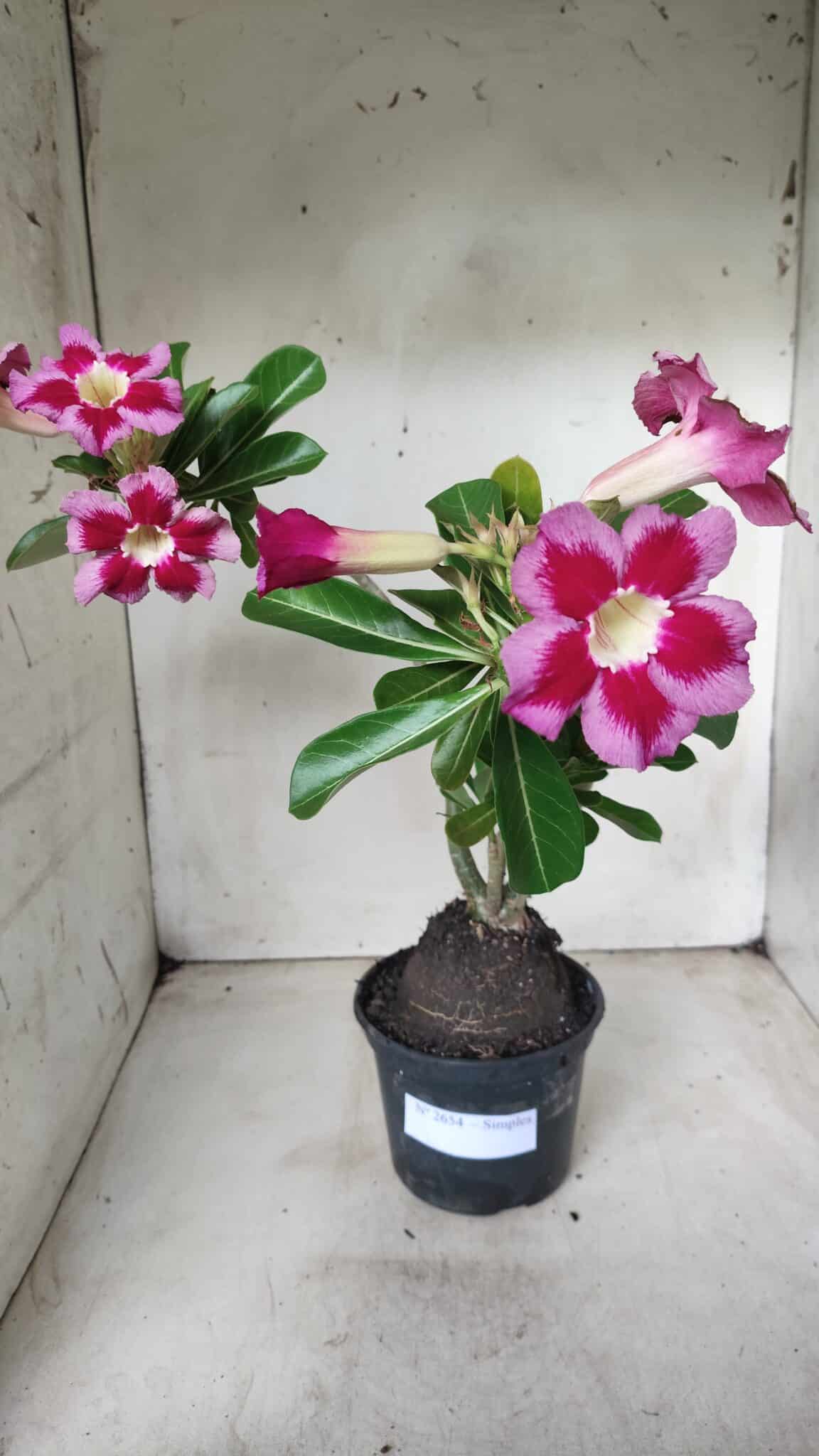 Planta Simples 2654 – 35cm – 03 anos