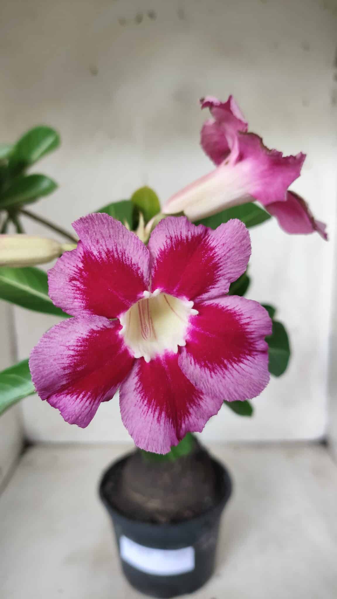 Planta Simples 2654 – 35cm – 03 anos