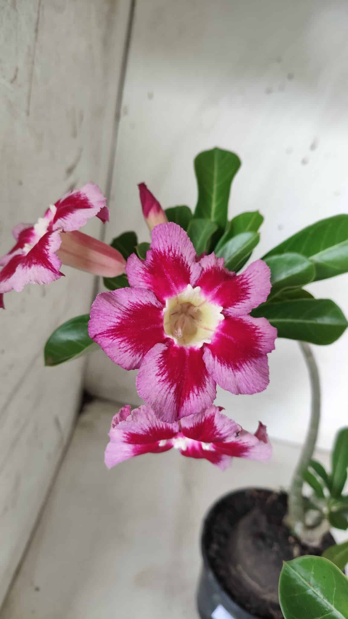 Planta Simples 2654 – 35cm – 03 anos