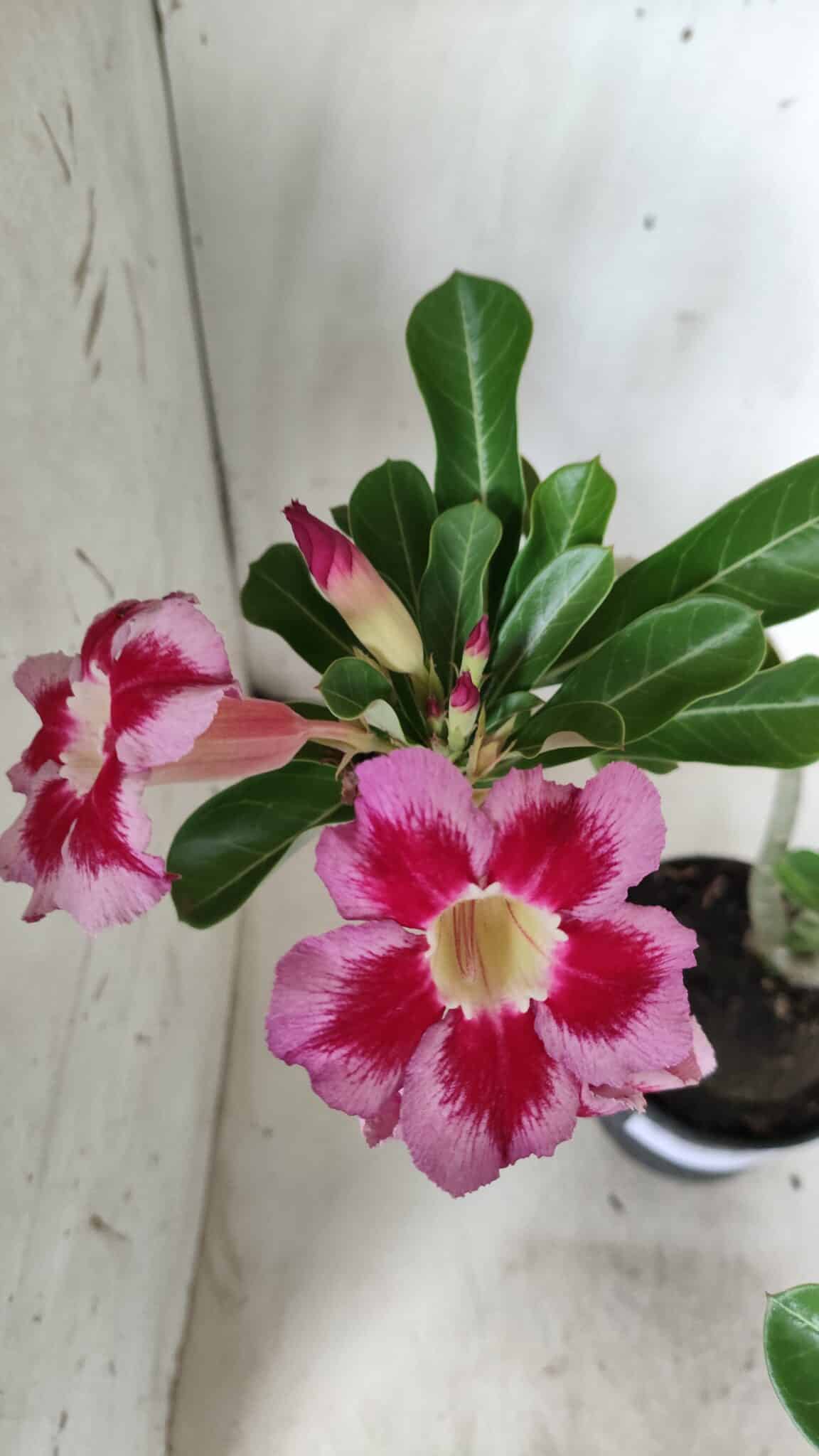 Planta Simples 2654 – 35cm – 03 anos