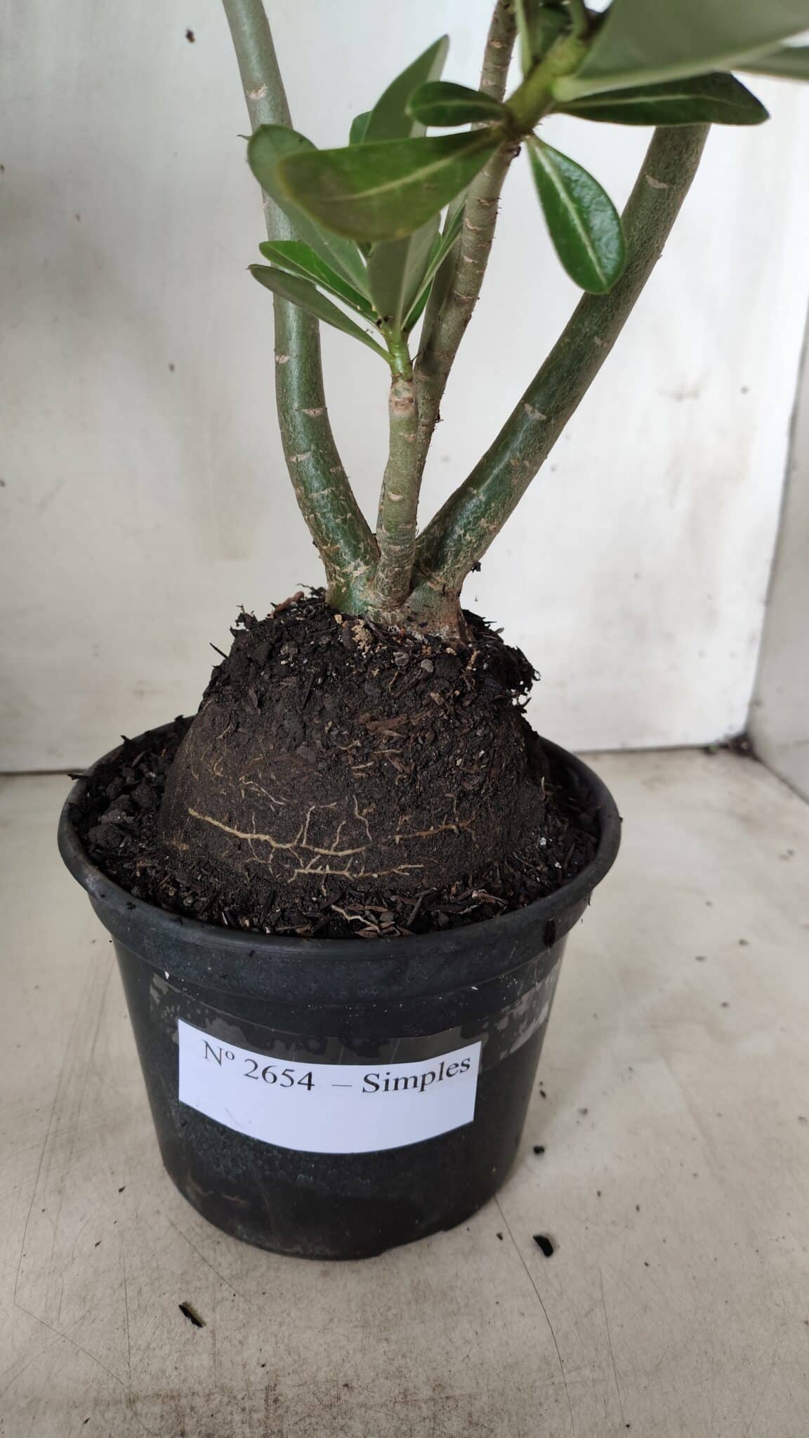 Planta Simples 2654 – 35cm – 03 anos