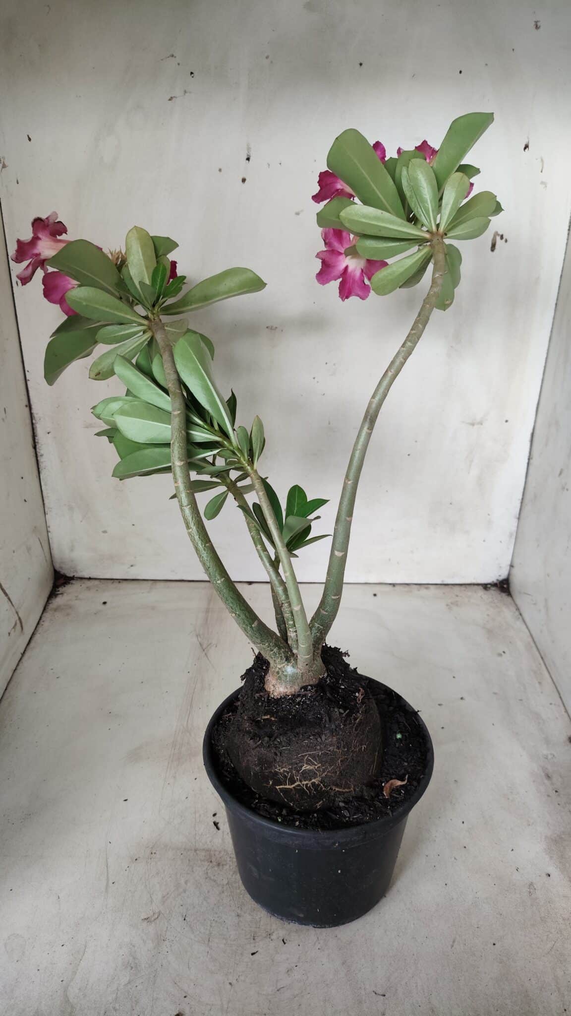 Planta Simples 2654 – 35cm – 03 anos