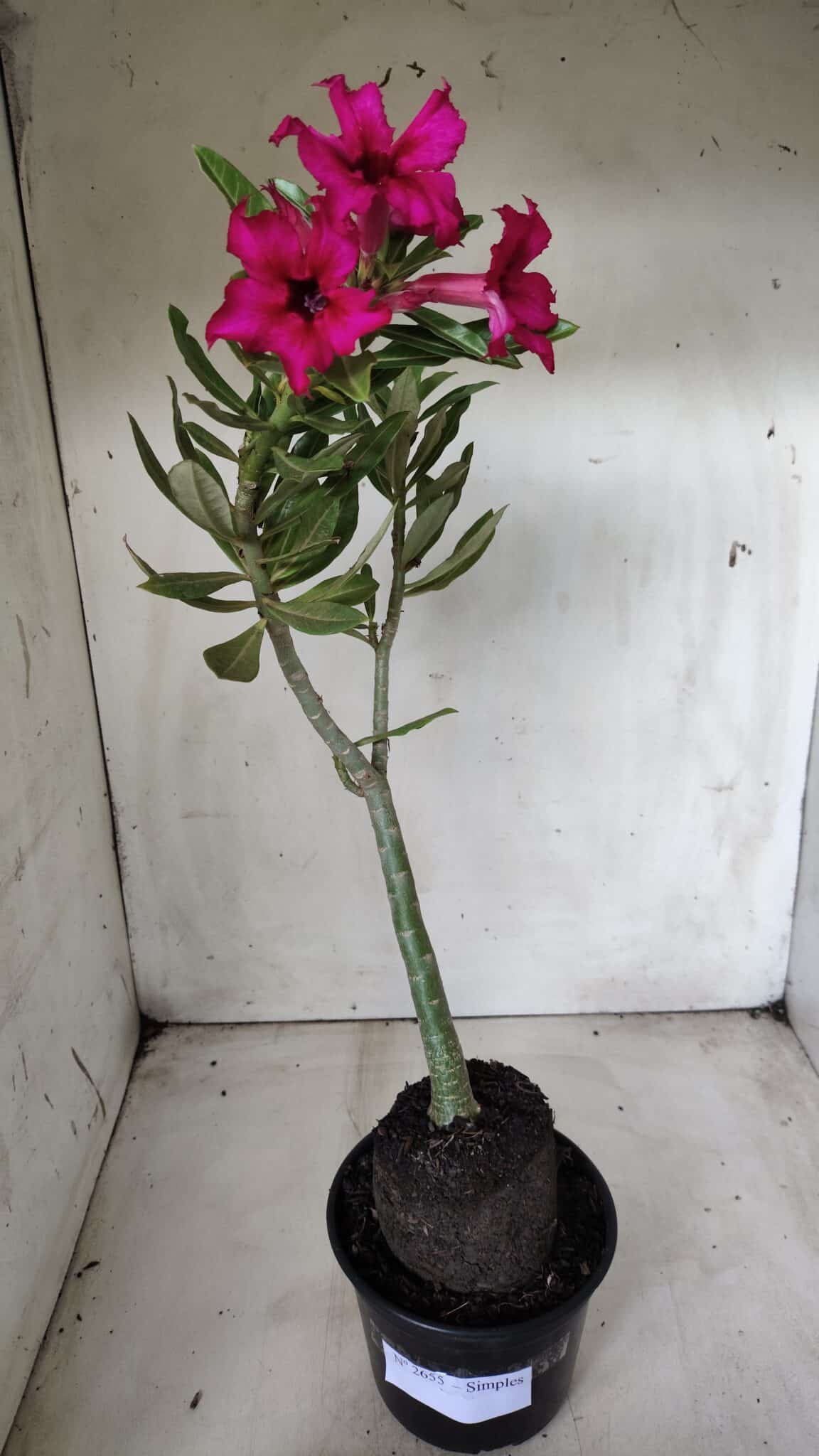 Planta Simples 2655 – 35cm – 03 anos