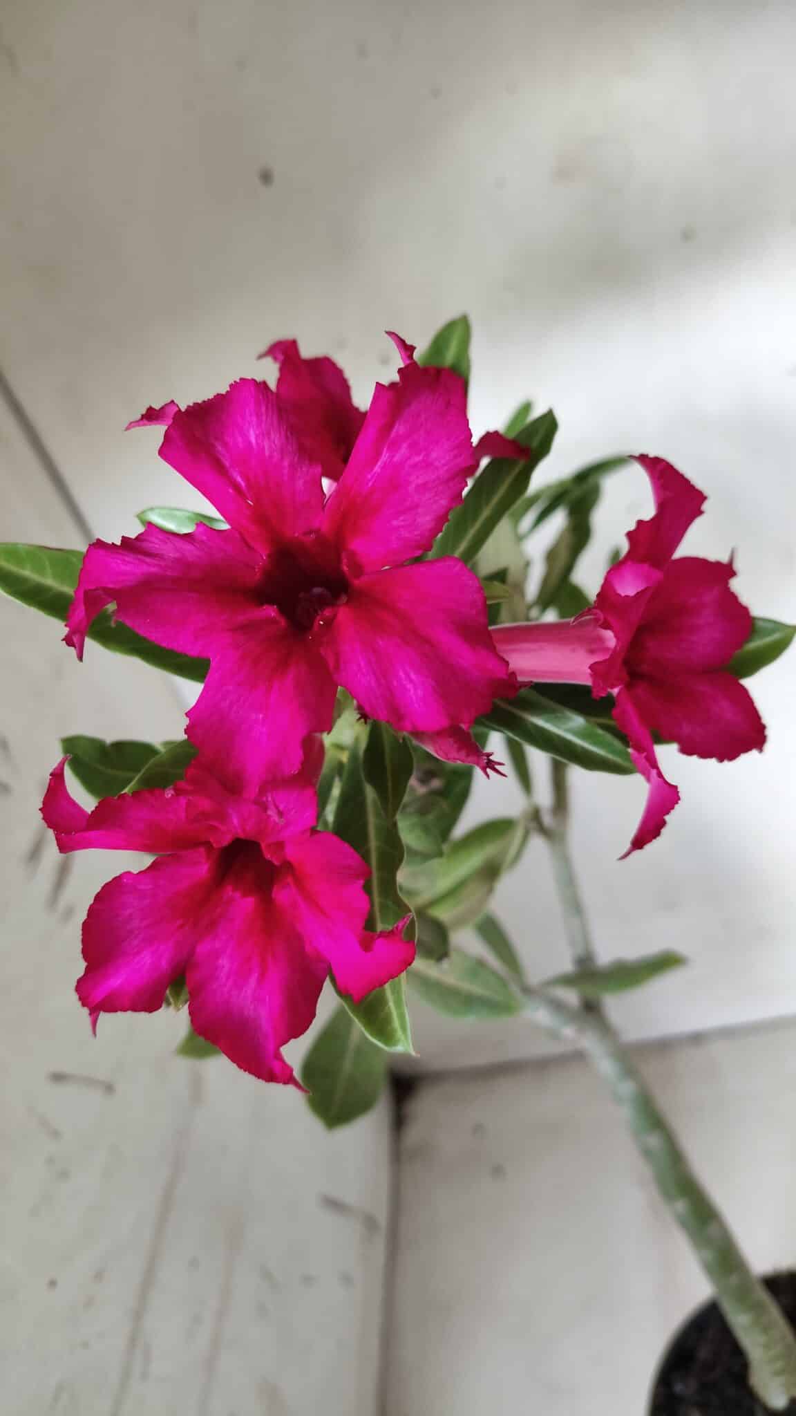 Planta Simples 2655 – 35cm – 03 anos