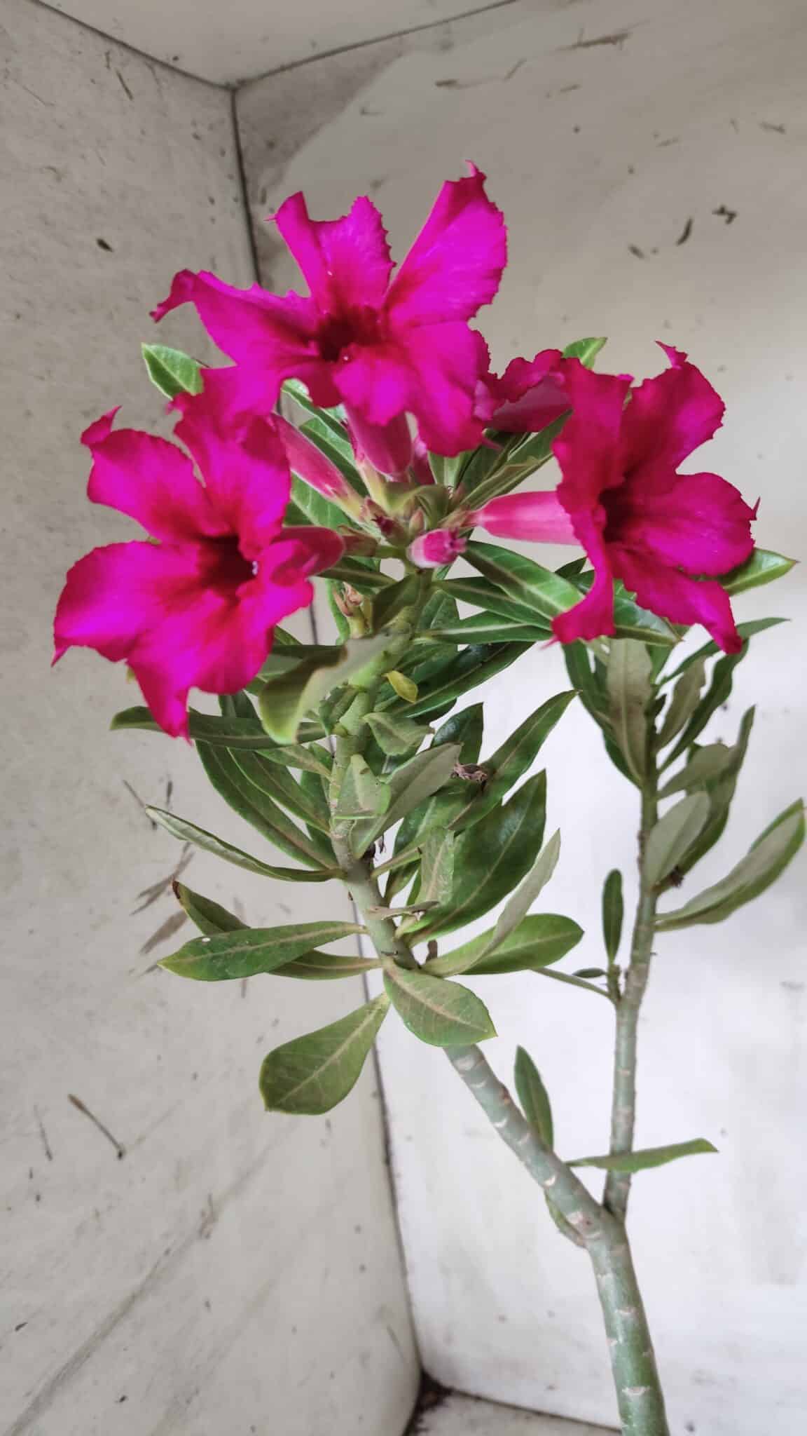 Planta Simples 2655 – 35cm – 03 anos