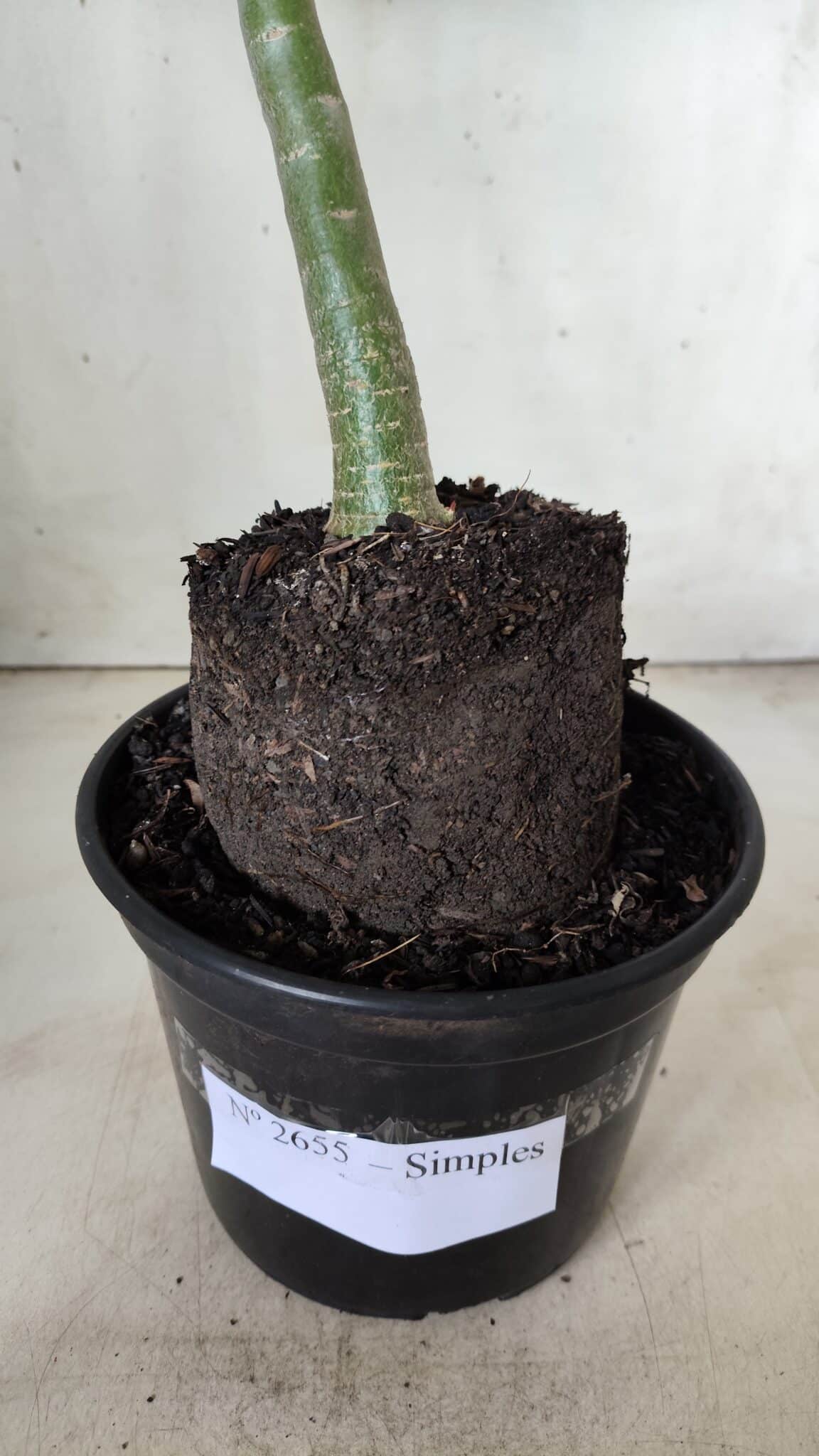 Planta Simples 2655 – 35cm – 03 anos
