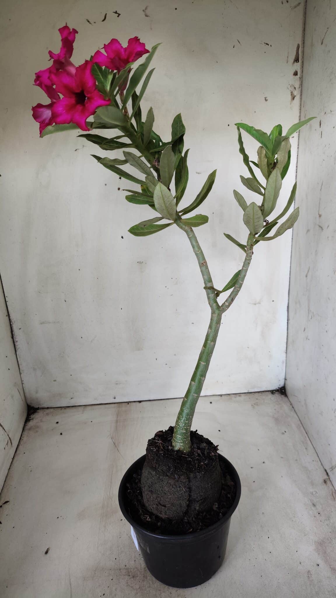 Planta Simples 2655 – 35cm – 03 anos