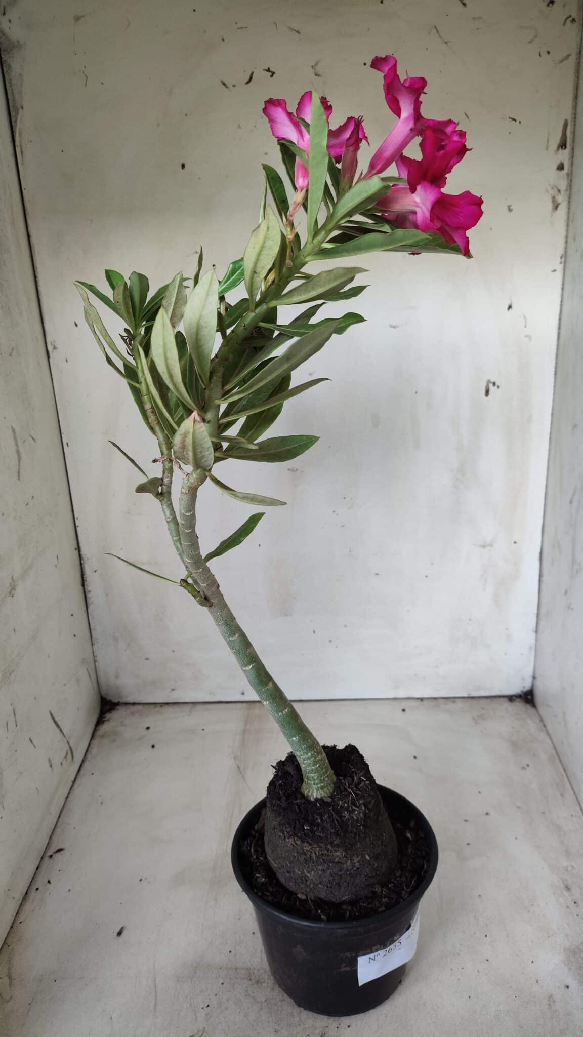 Planta Simples 2655 – 35cm – 03 anos