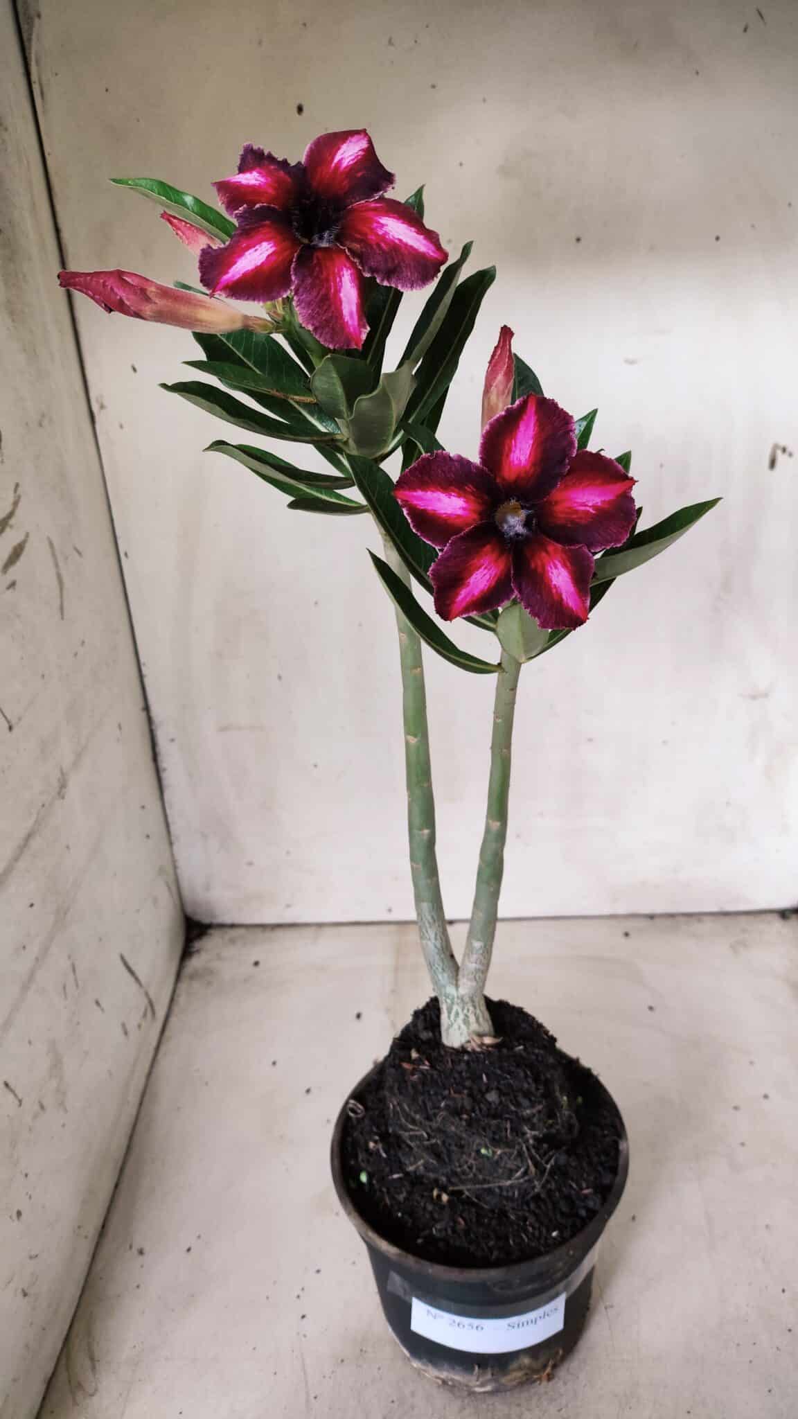 Planta Simples 2656 – 35cm – 03 anos