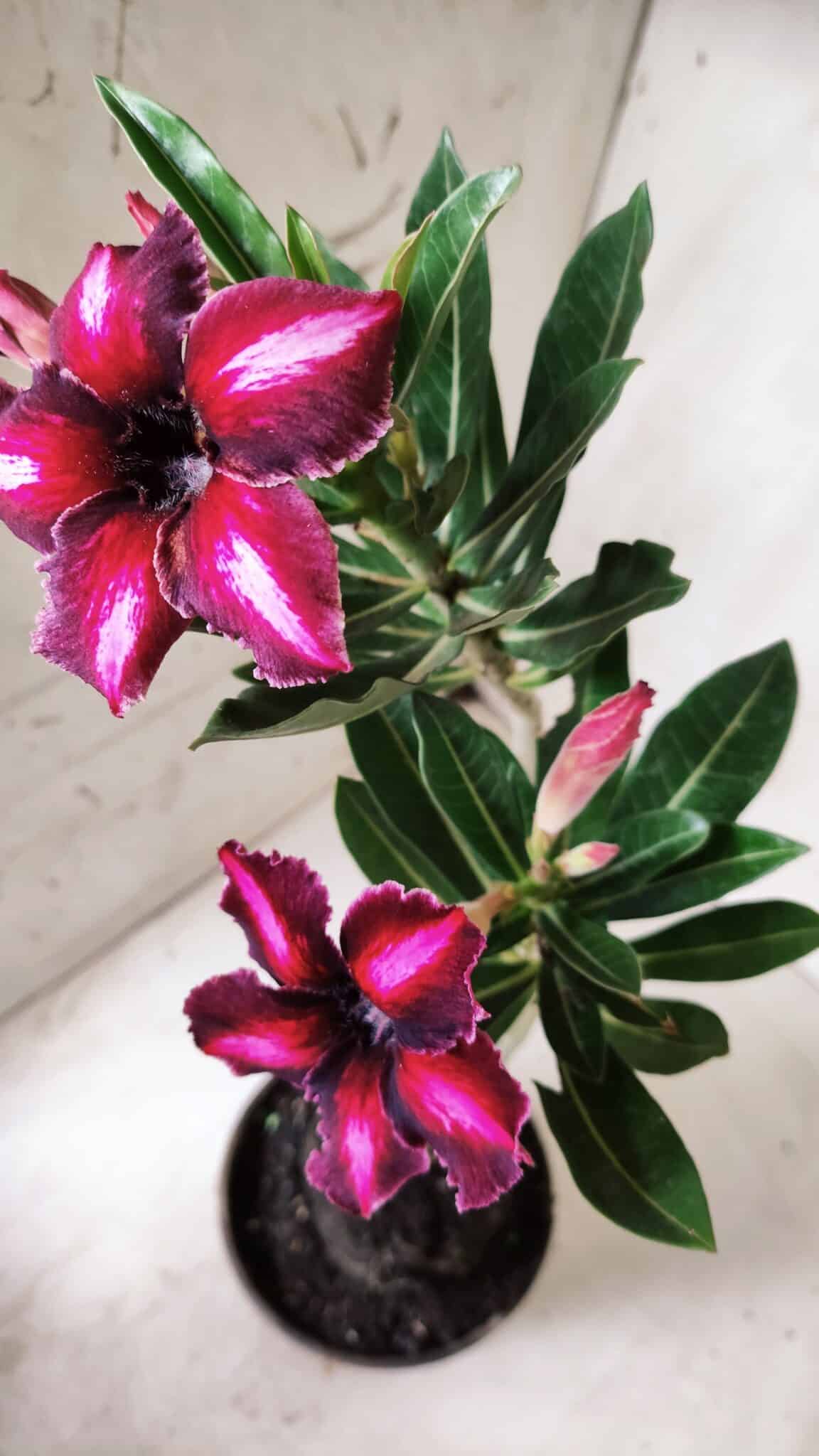 Planta Simples 2656 – 35cm – 03 anos