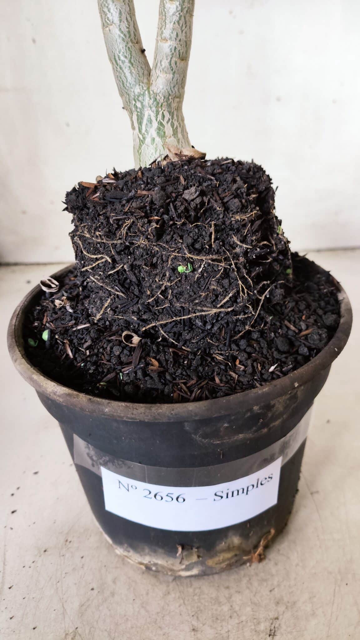 Planta Simples 2656 – 35cm – 03 anos