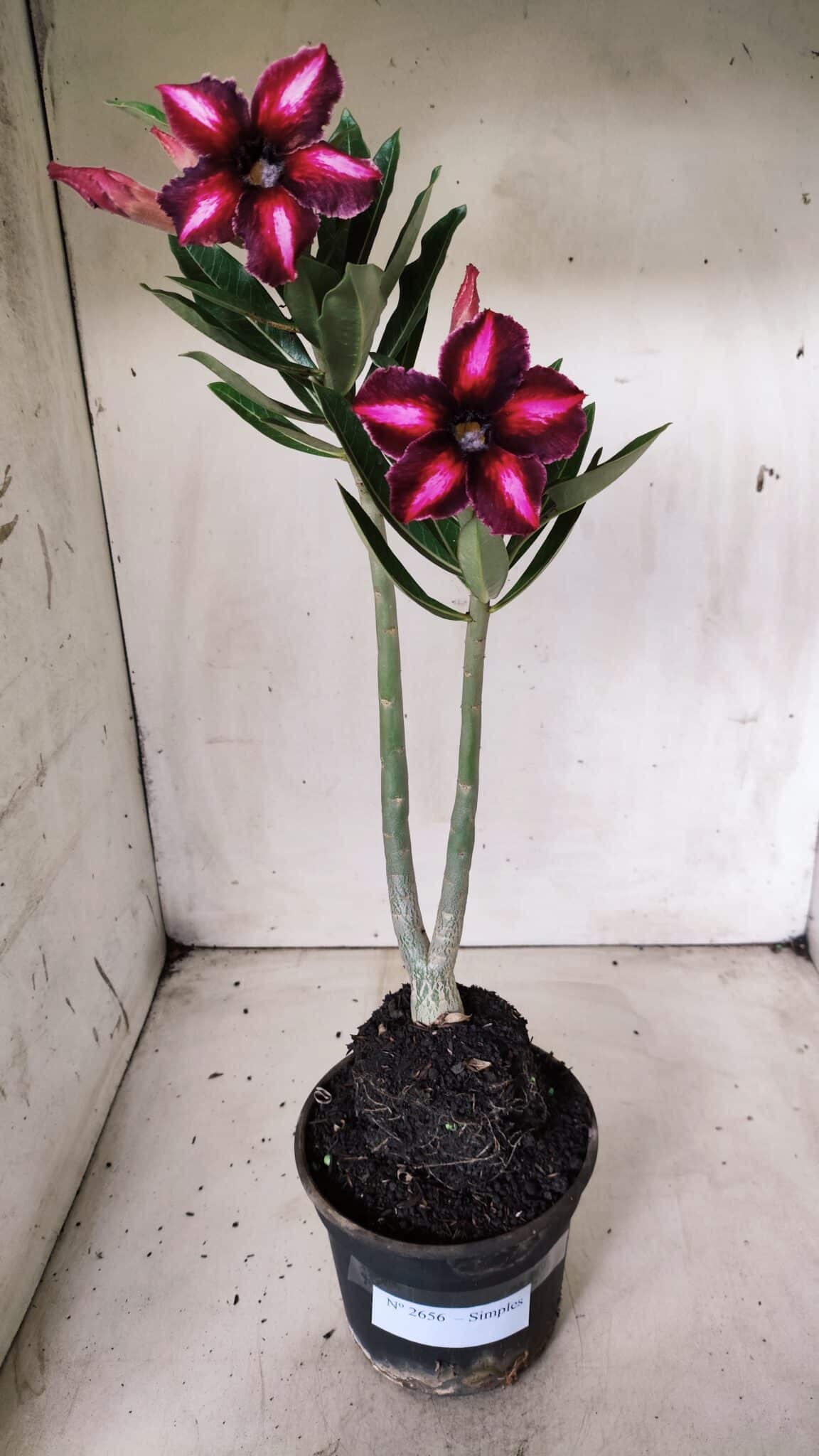 Planta Simples 2656 – 35cm – 03 anos