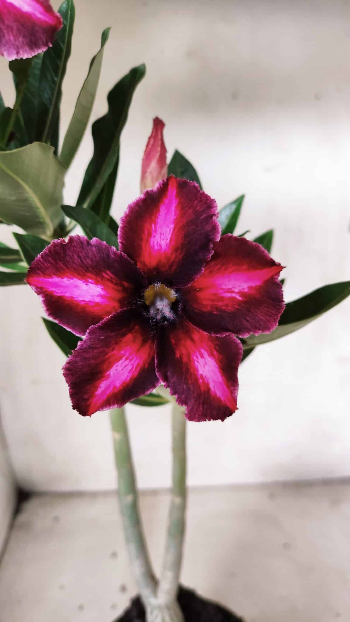Planta Simples 2656 – 35cm – 03 anos
