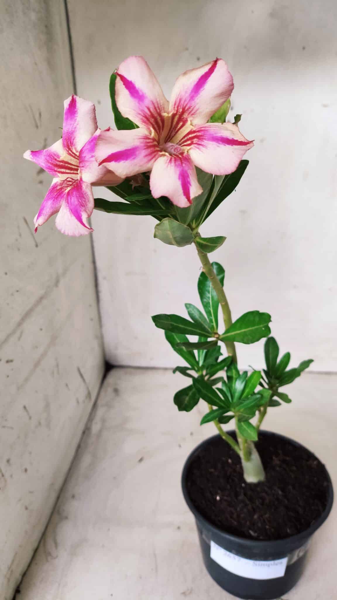 Planta Simples 2657 – 30cm – 02 anos