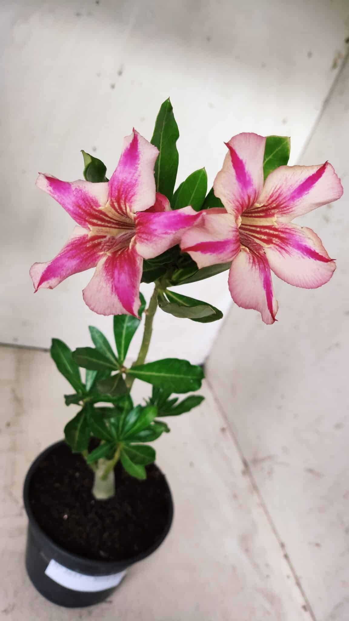 Planta Simples 2657 – 30cm – 02 anos