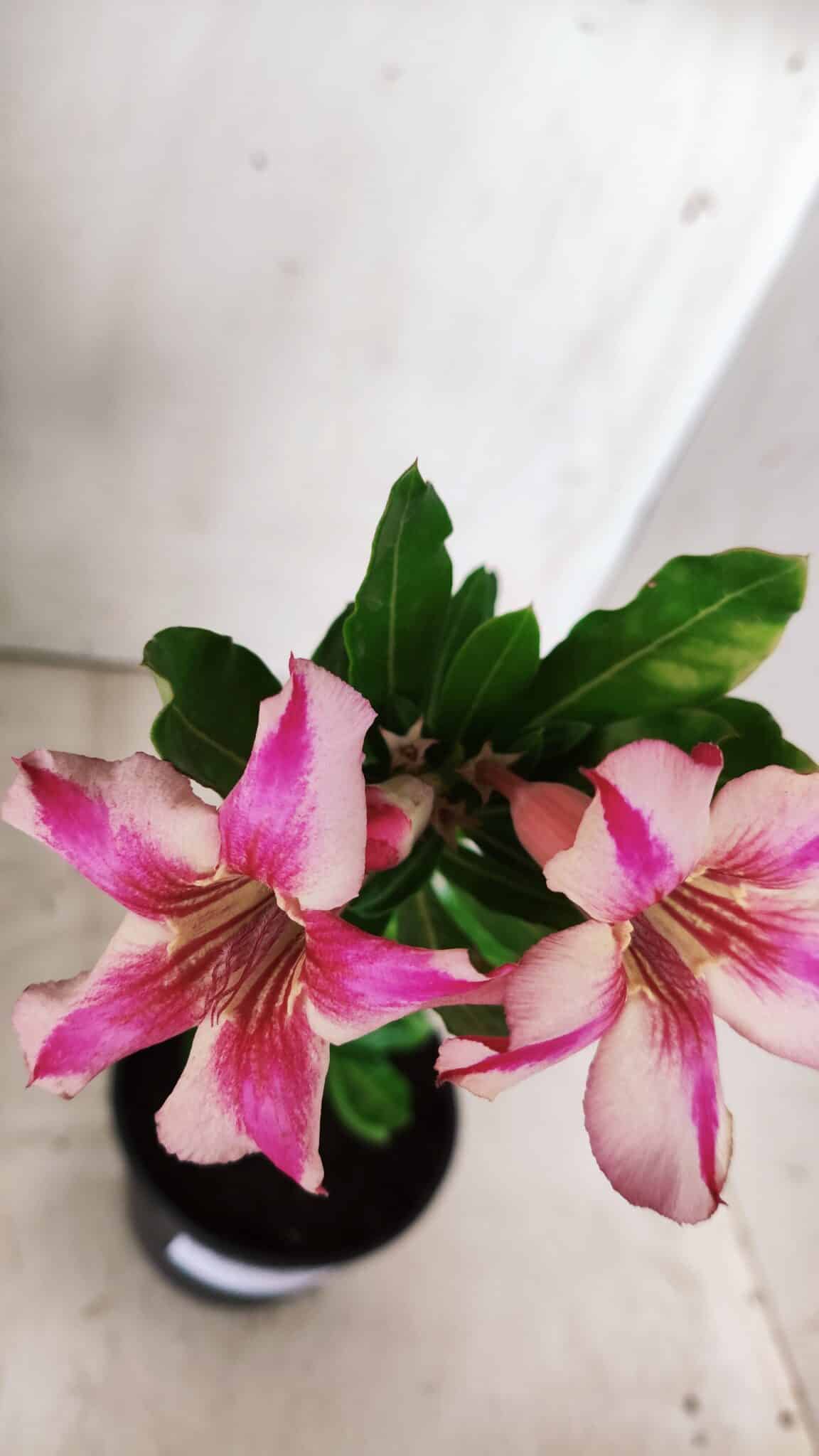 Planta Simples 2657 – 30cm – 02 anos