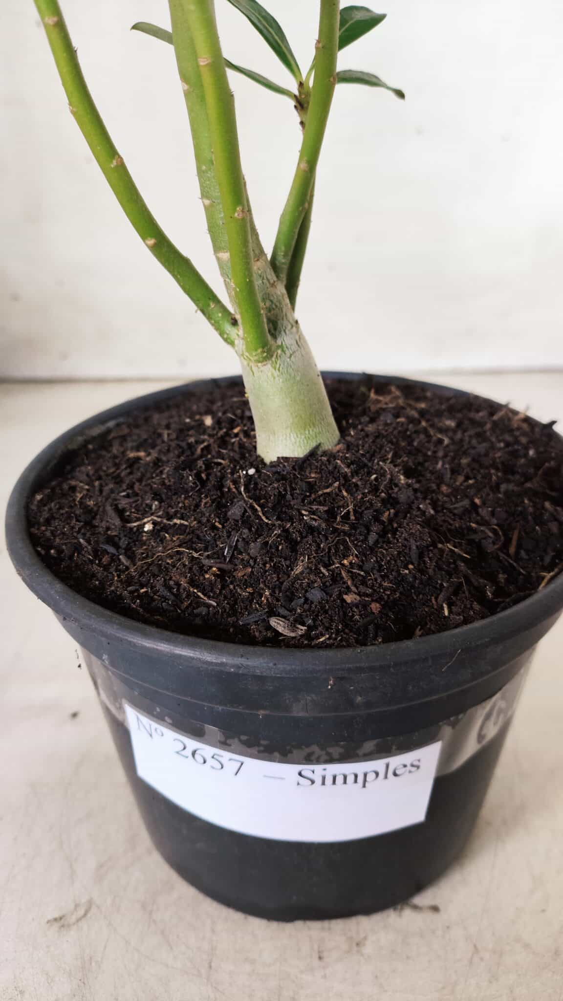 Planta Simples 2657 – 30cm – 02 anos