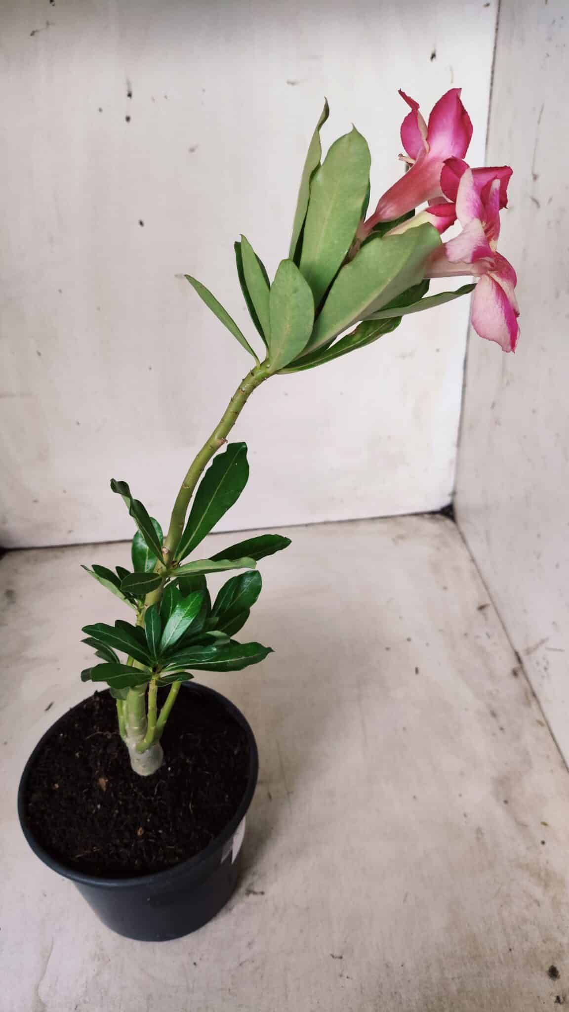 Planta Simples 2657 – 30cm – 02 anos
