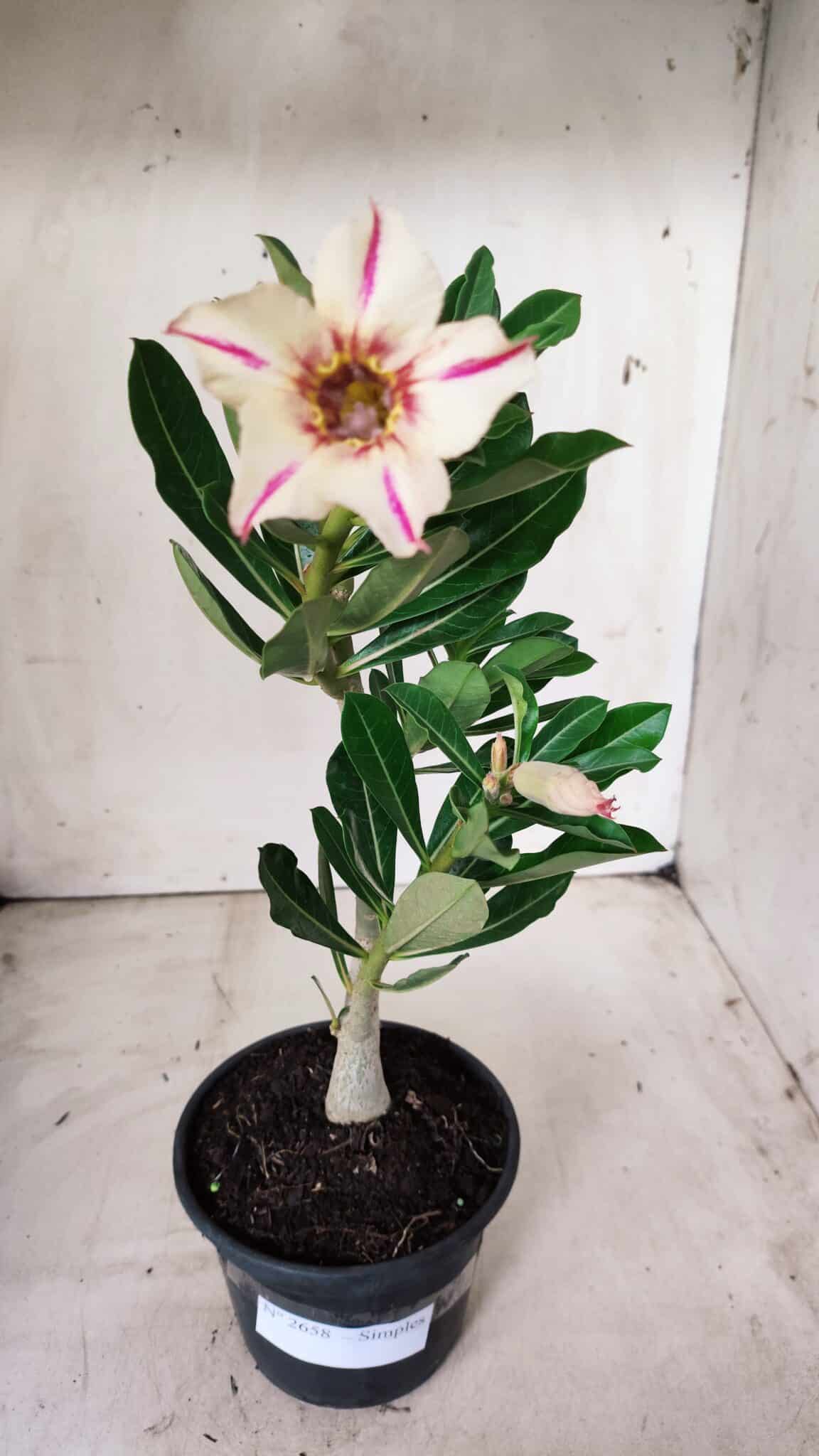 Planta Simples 2658 – 30cm – 02 anos