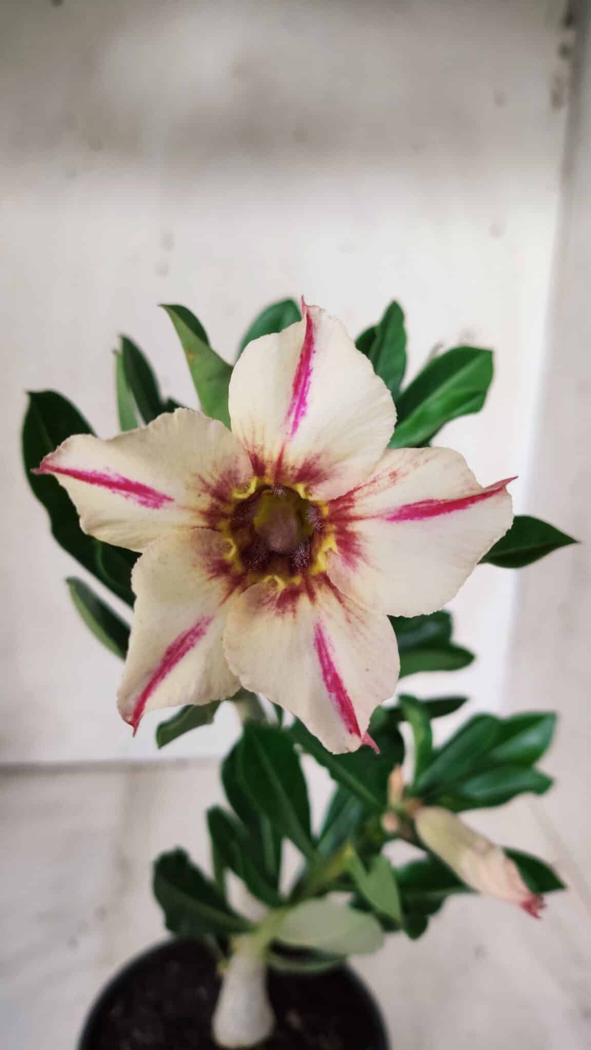 Planta Simples 2658 – 30cm – 02 anos
