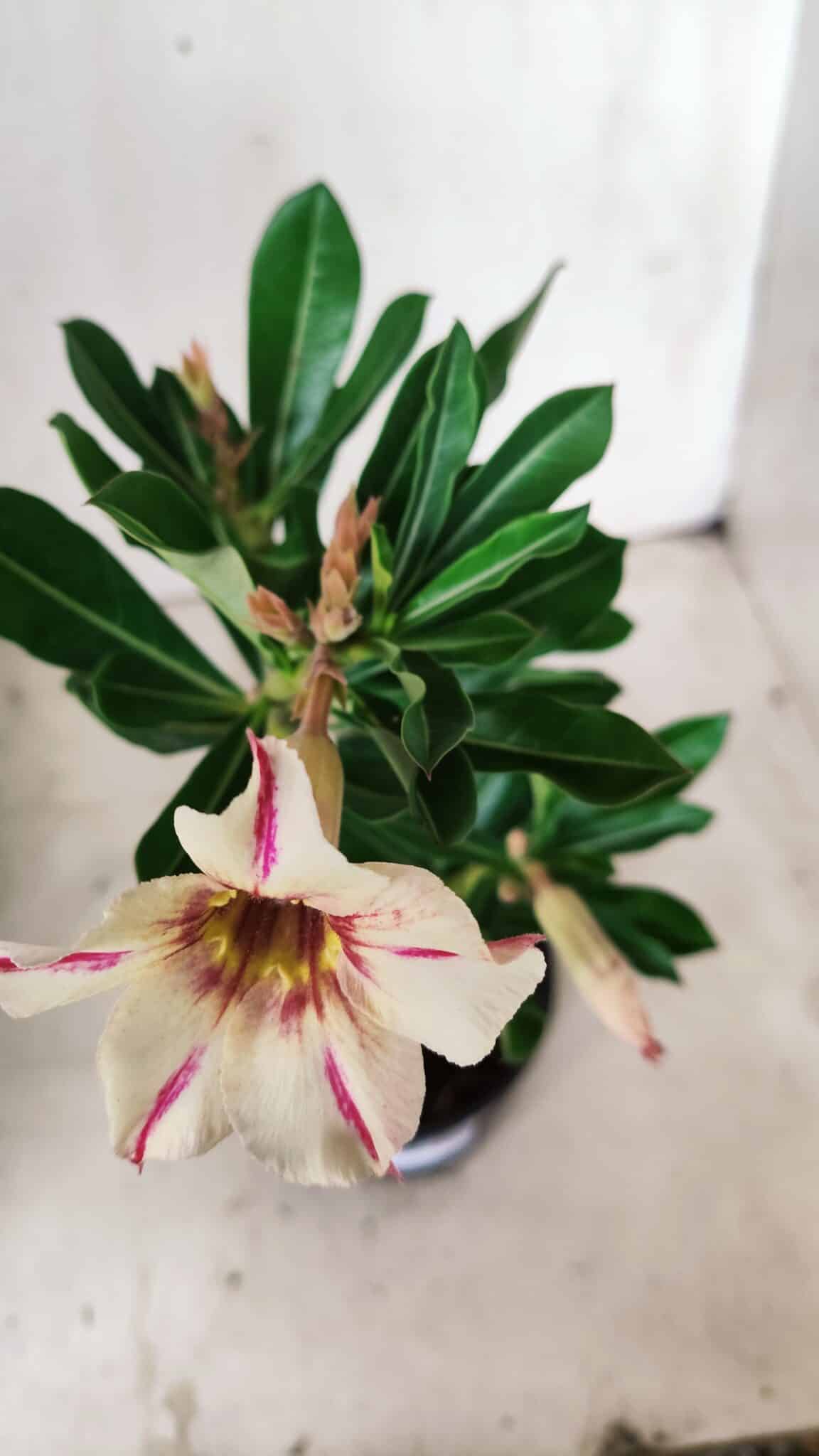 Planta Simples 2658 – 30cm – 02 anos