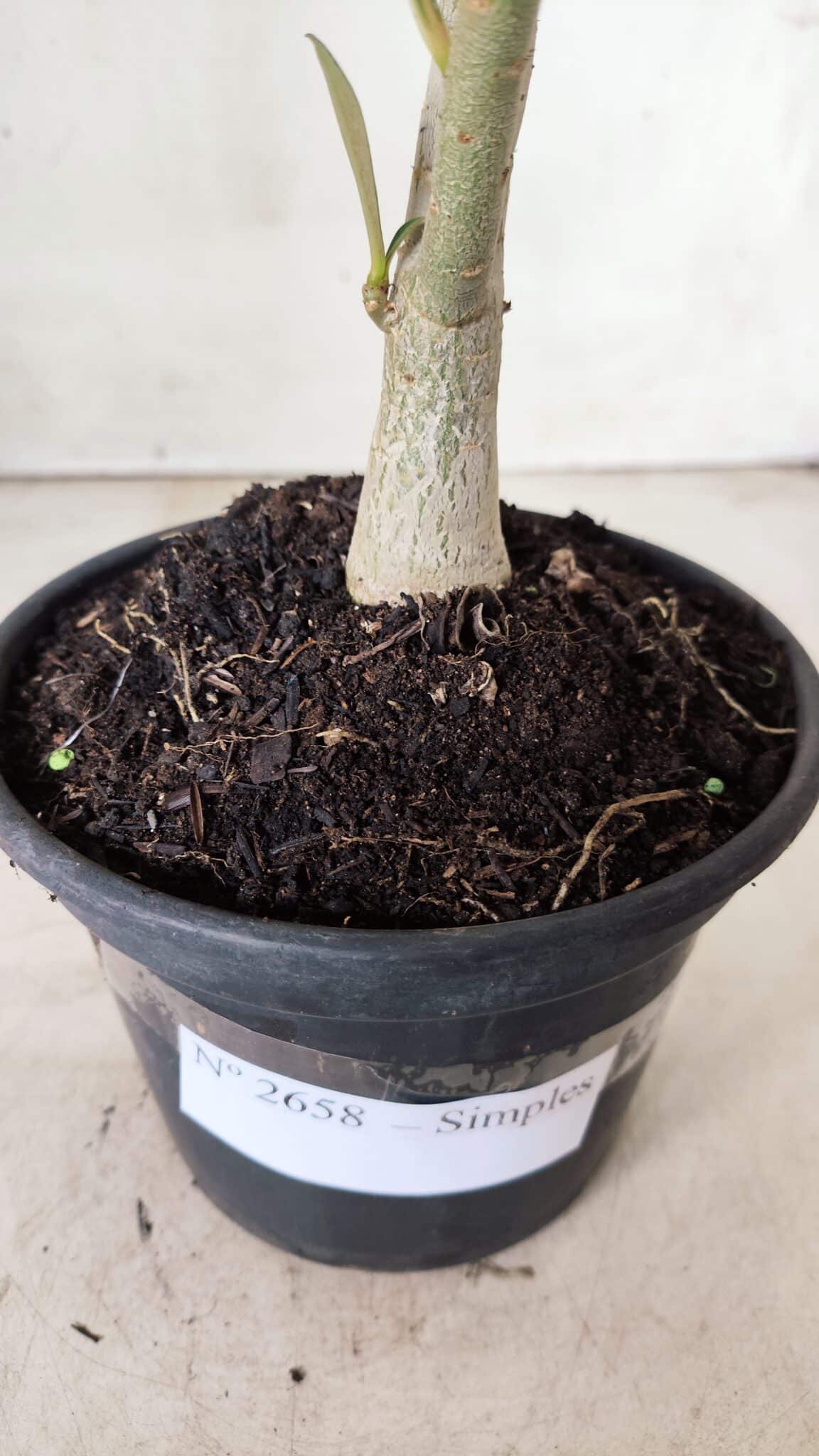Planta Simples 2658 – 30cm – 02 anos