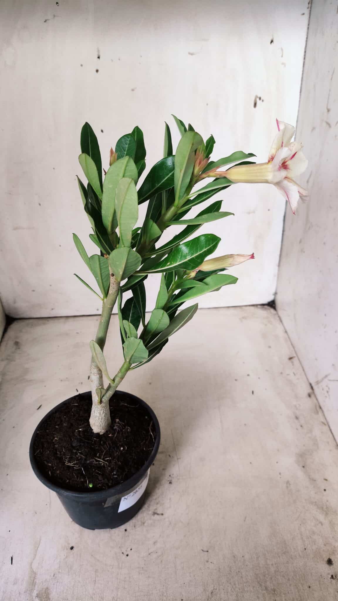 Planta Simples 2658 – 30cm – 02 anos