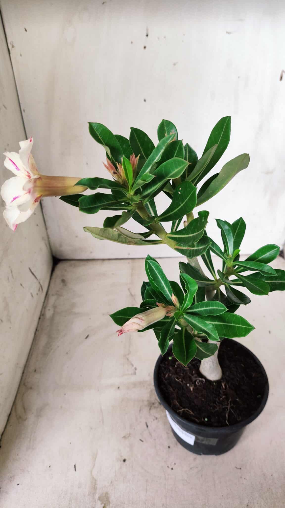 Planta Simples 2658 – 30cm – 02 anos