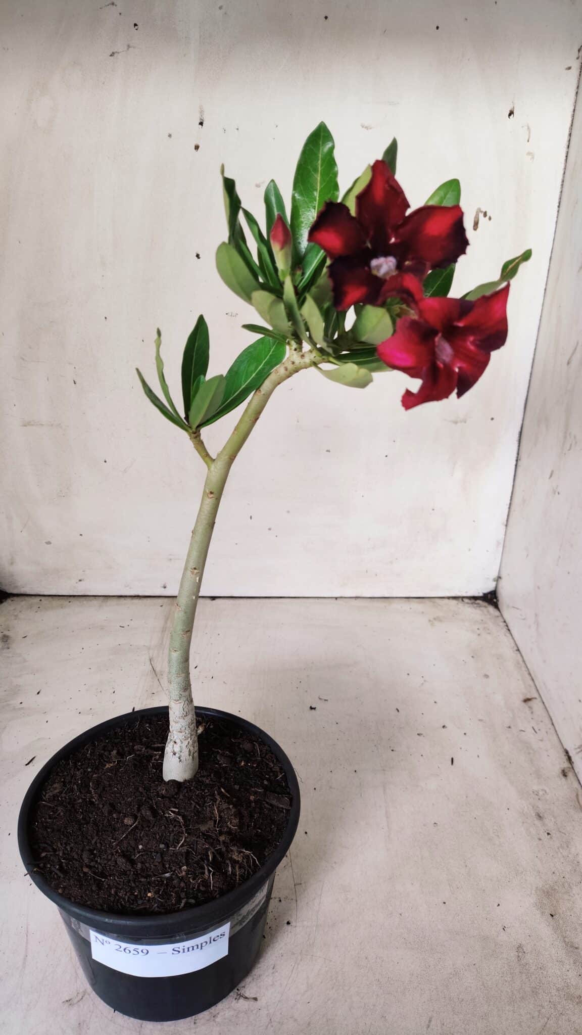 Planta Simples 2659 – 30cm – 02 anos