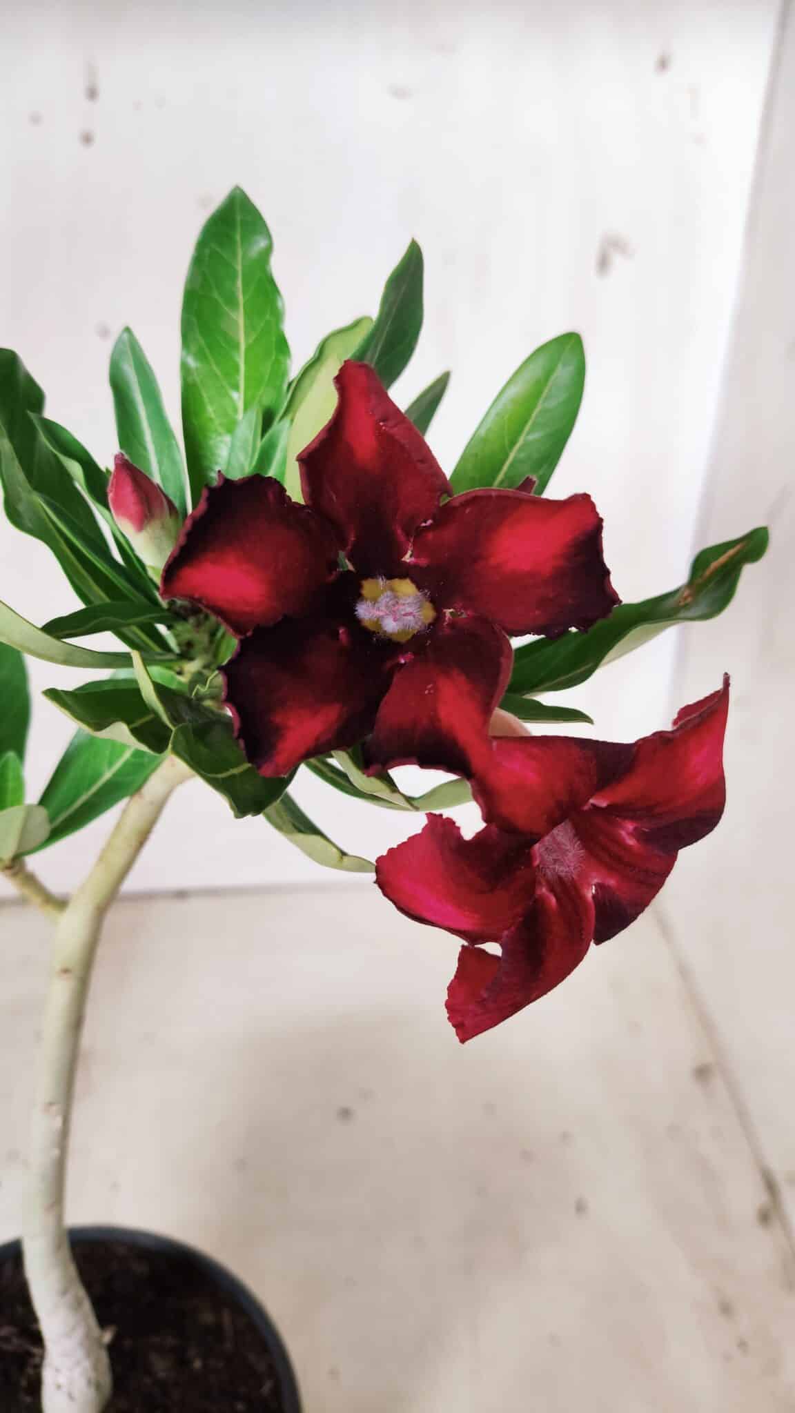 Planta Simples 2659 – 30cm – 02 anos