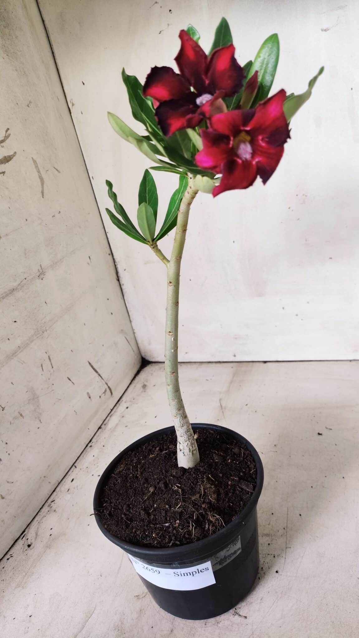 Planta Simples 2659 – 30cm – 02 anos