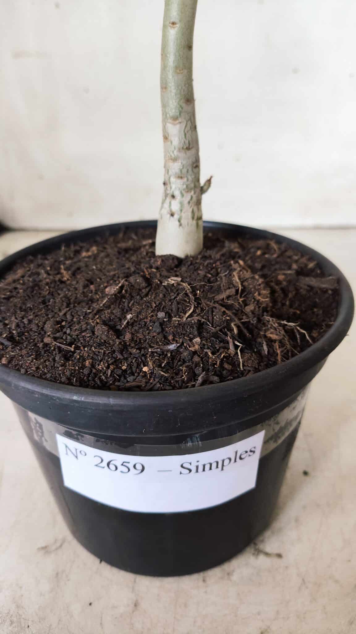 Planta Simples 2659 – 30cm – 02 anos