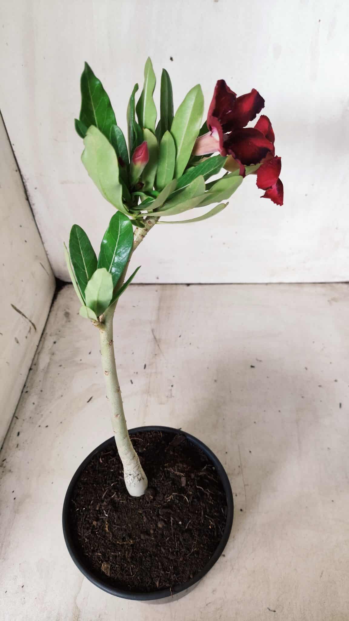 Planta Simples 2659 – 30cm – 02 anos
