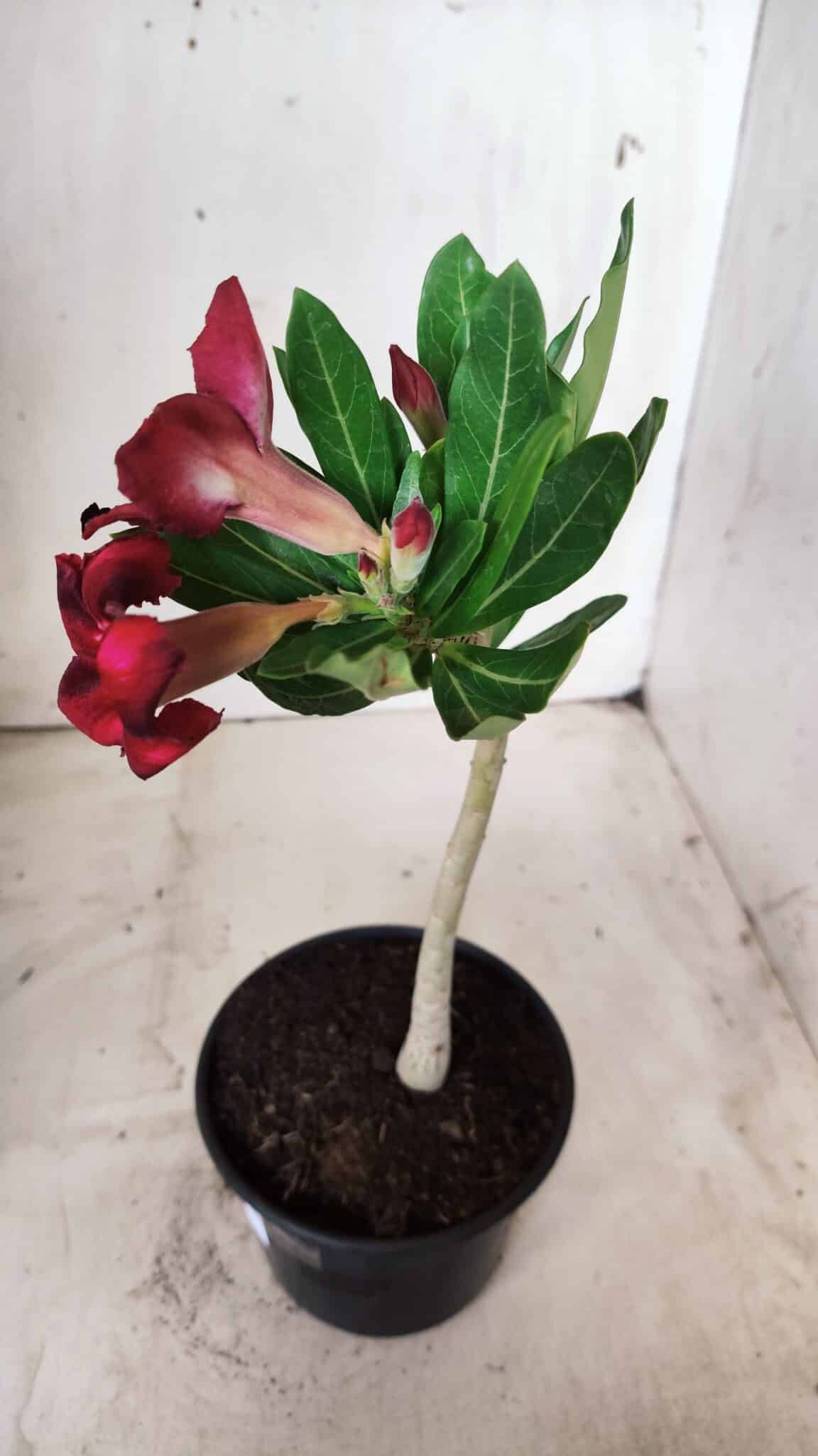 Planta Simples 2659 – 30cm – 02 anos